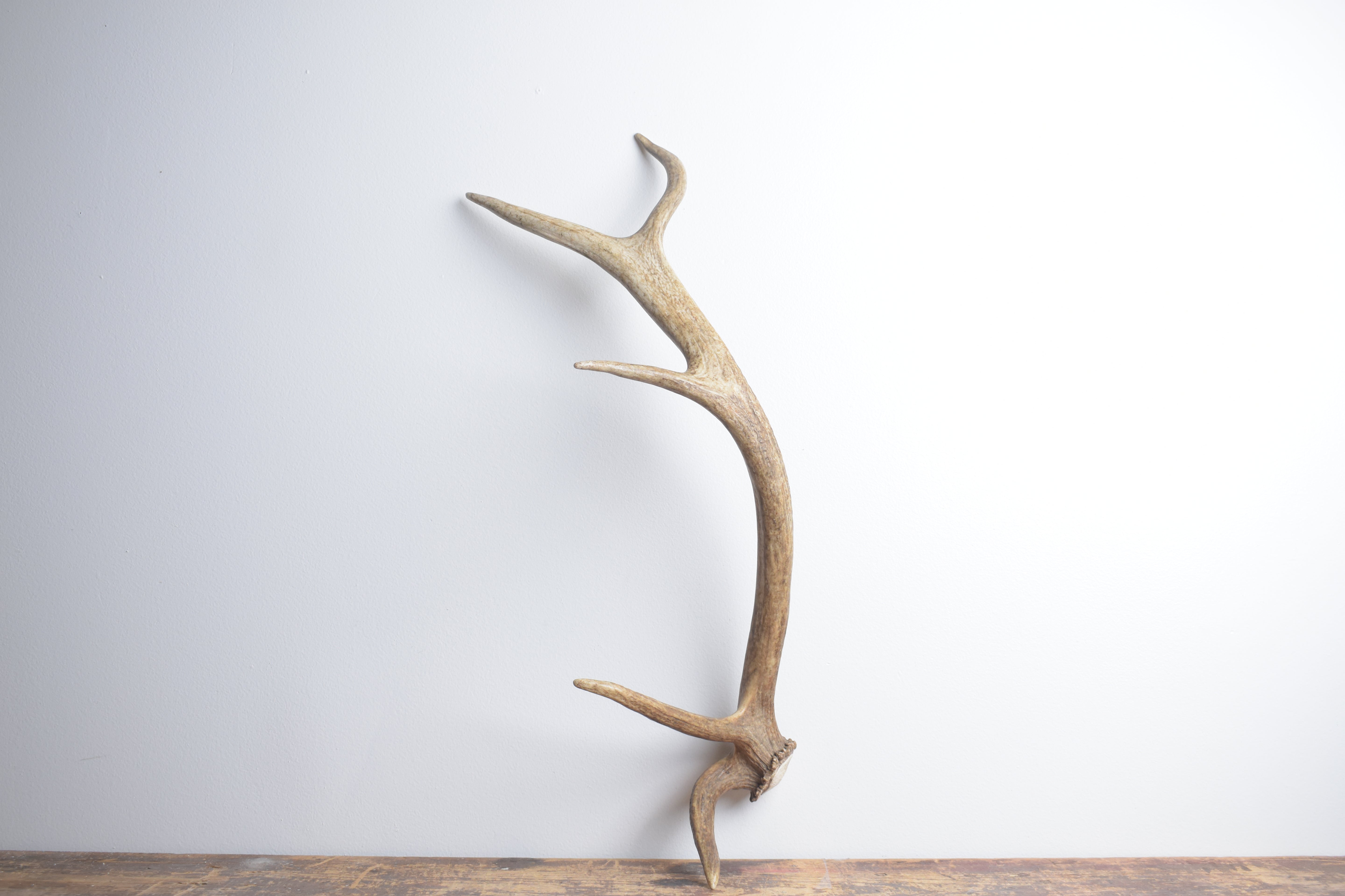 Elk Antler | Small Size | 138