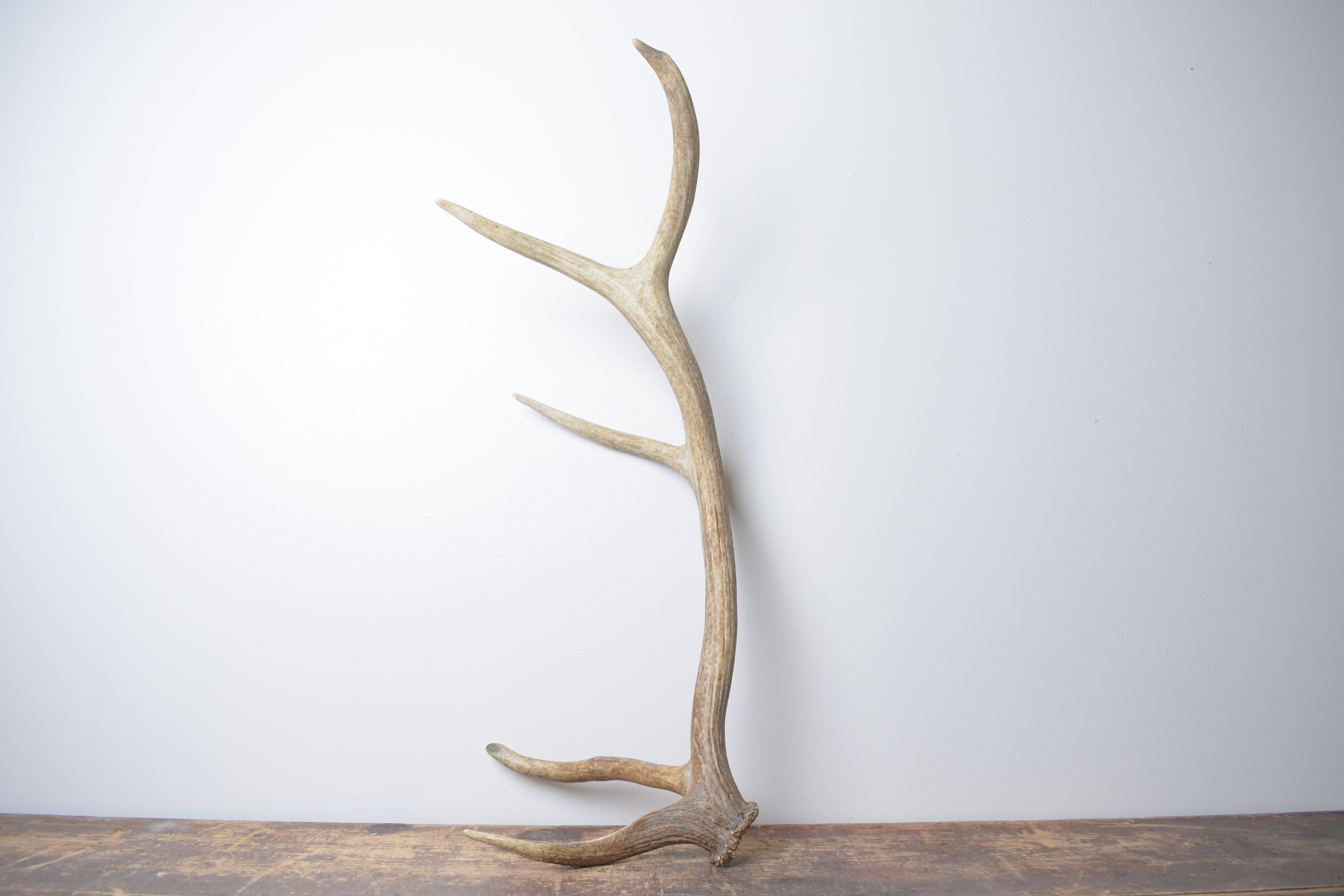Elk Antler | Medium Size | 156