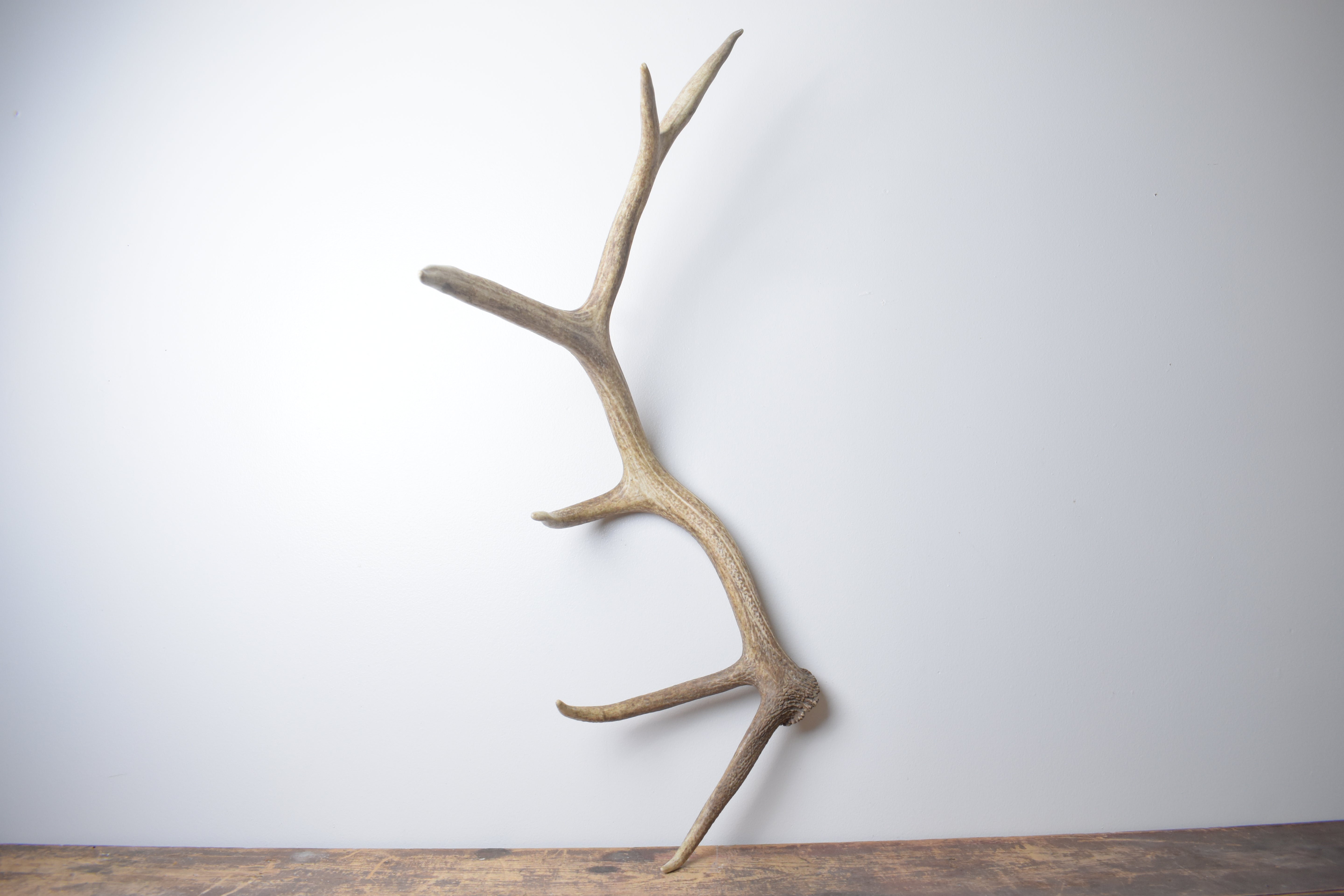 Elk Antler | Medium Size | 160