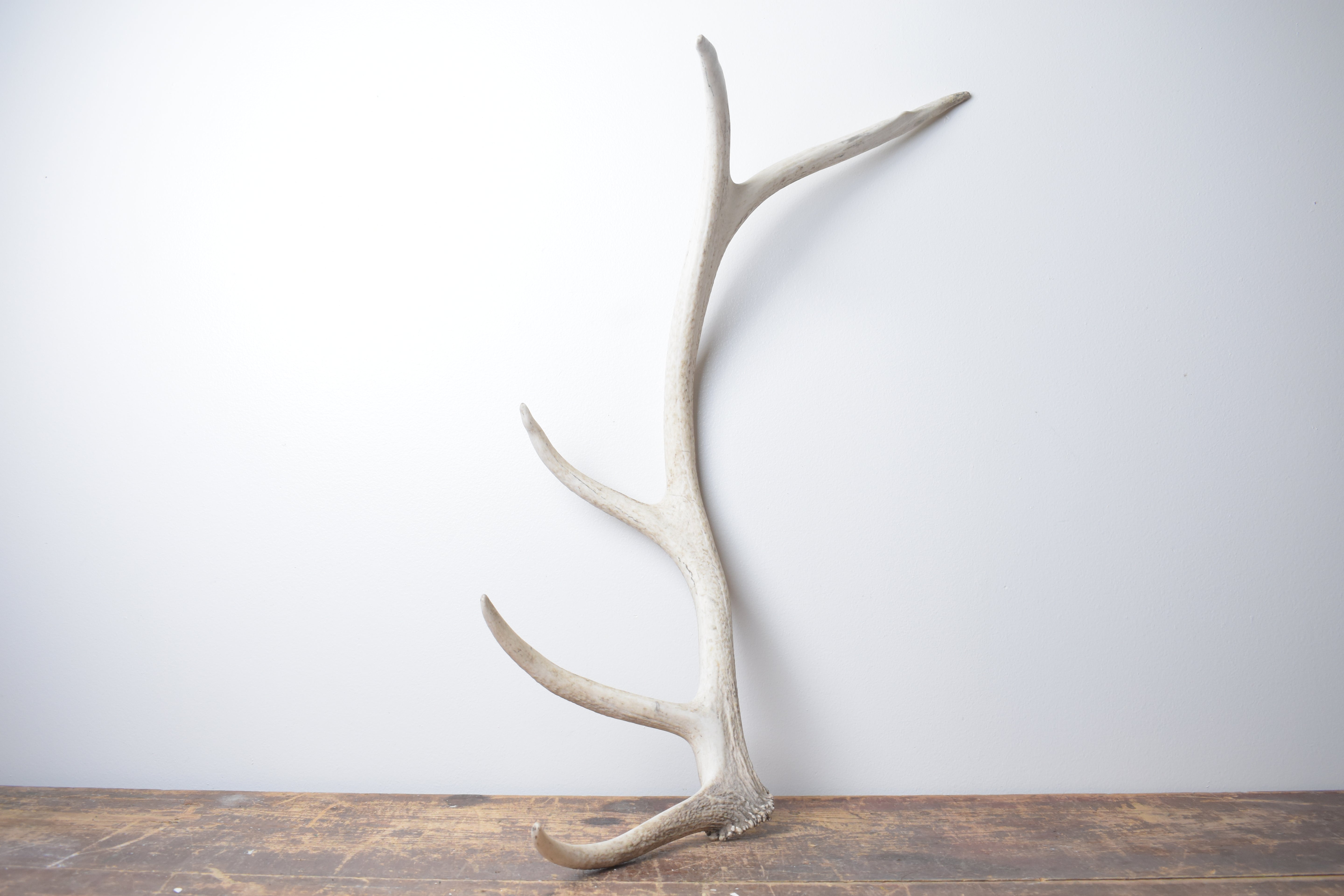 Elk Antler | Medium Size | 121