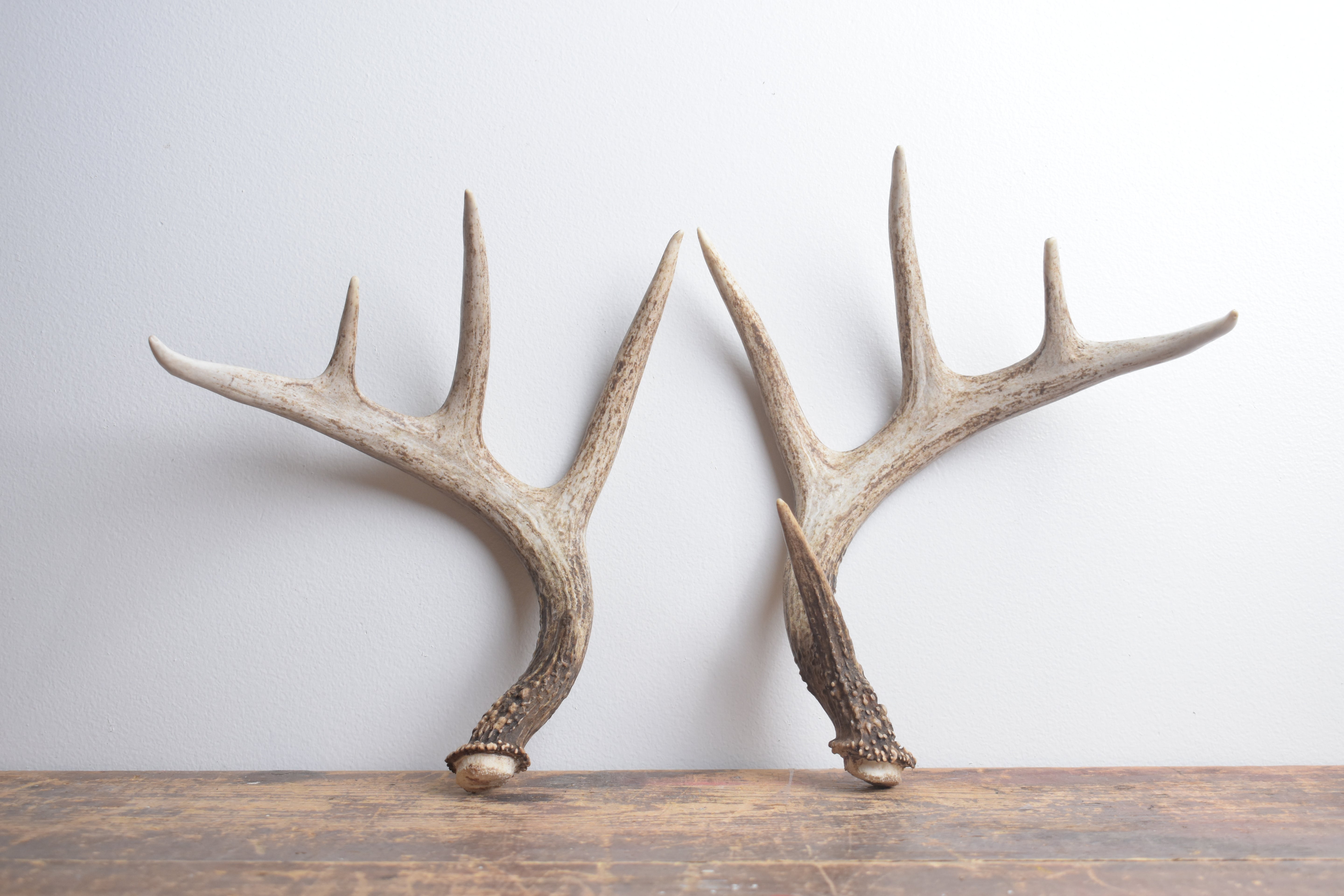 Whitetail Deer Antler Set | Medium | 2