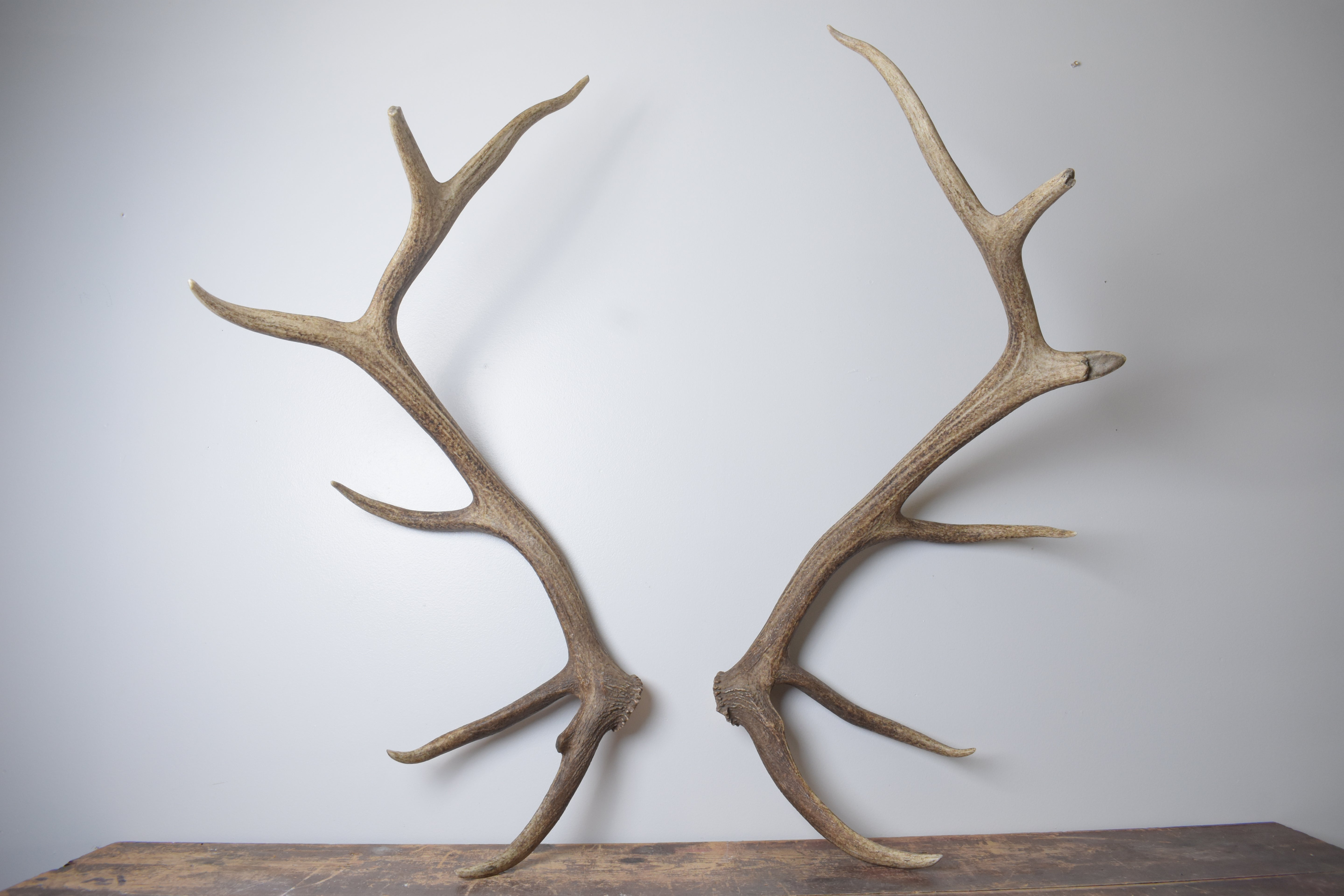Elk Antler Set | Extra-Large | 155