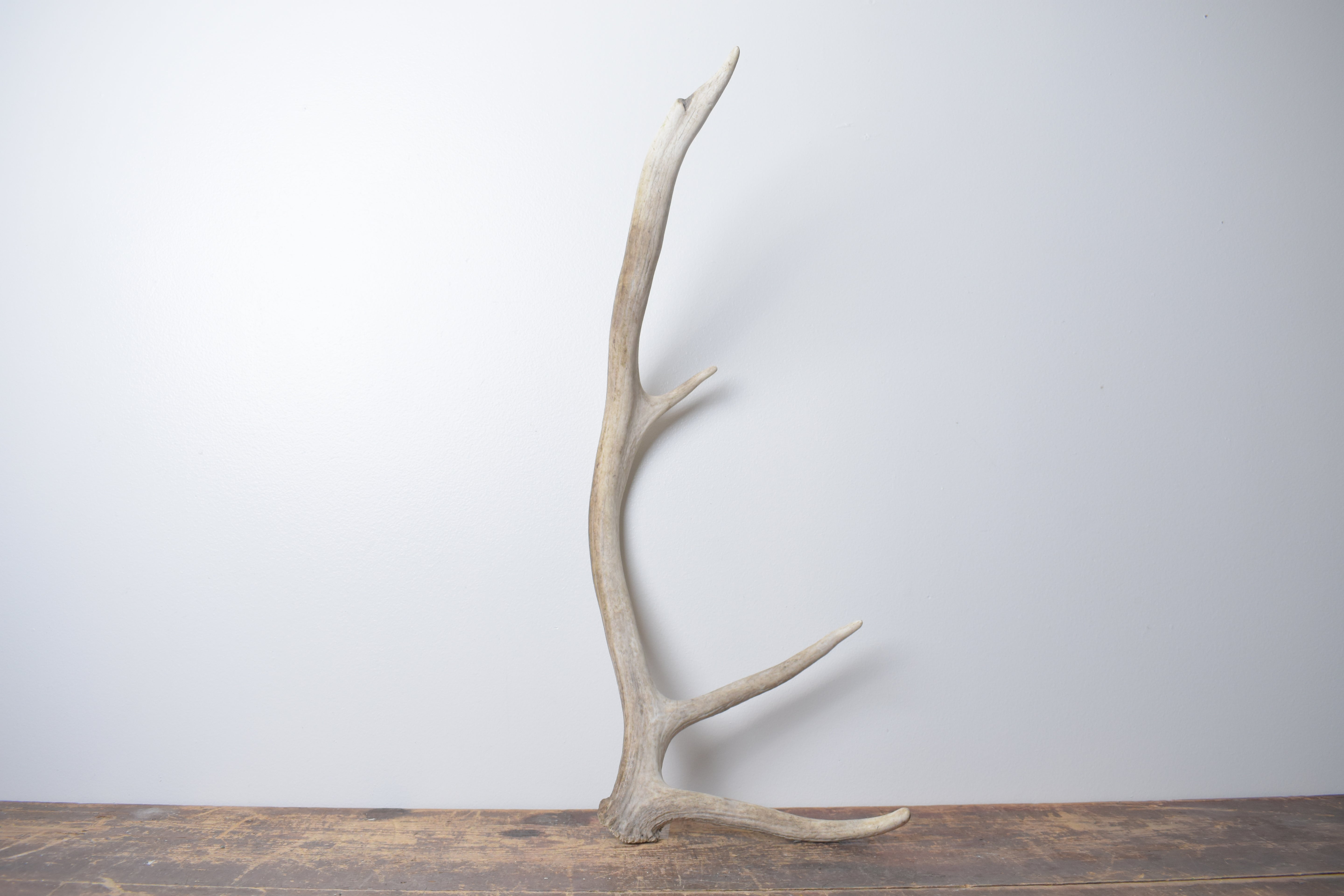 Elk Antler | Small Size | 144