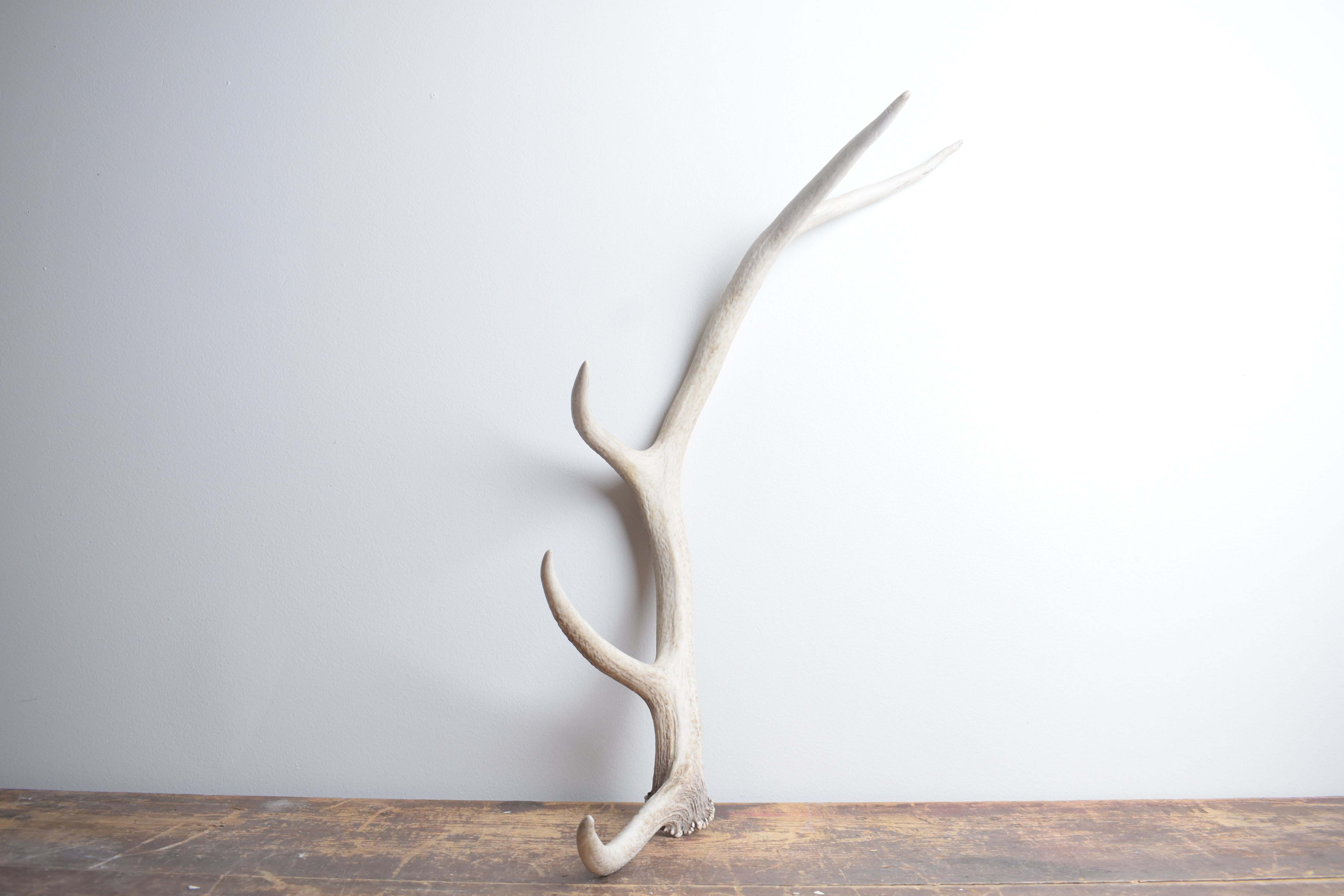 Elk Antler | Small Size | 123