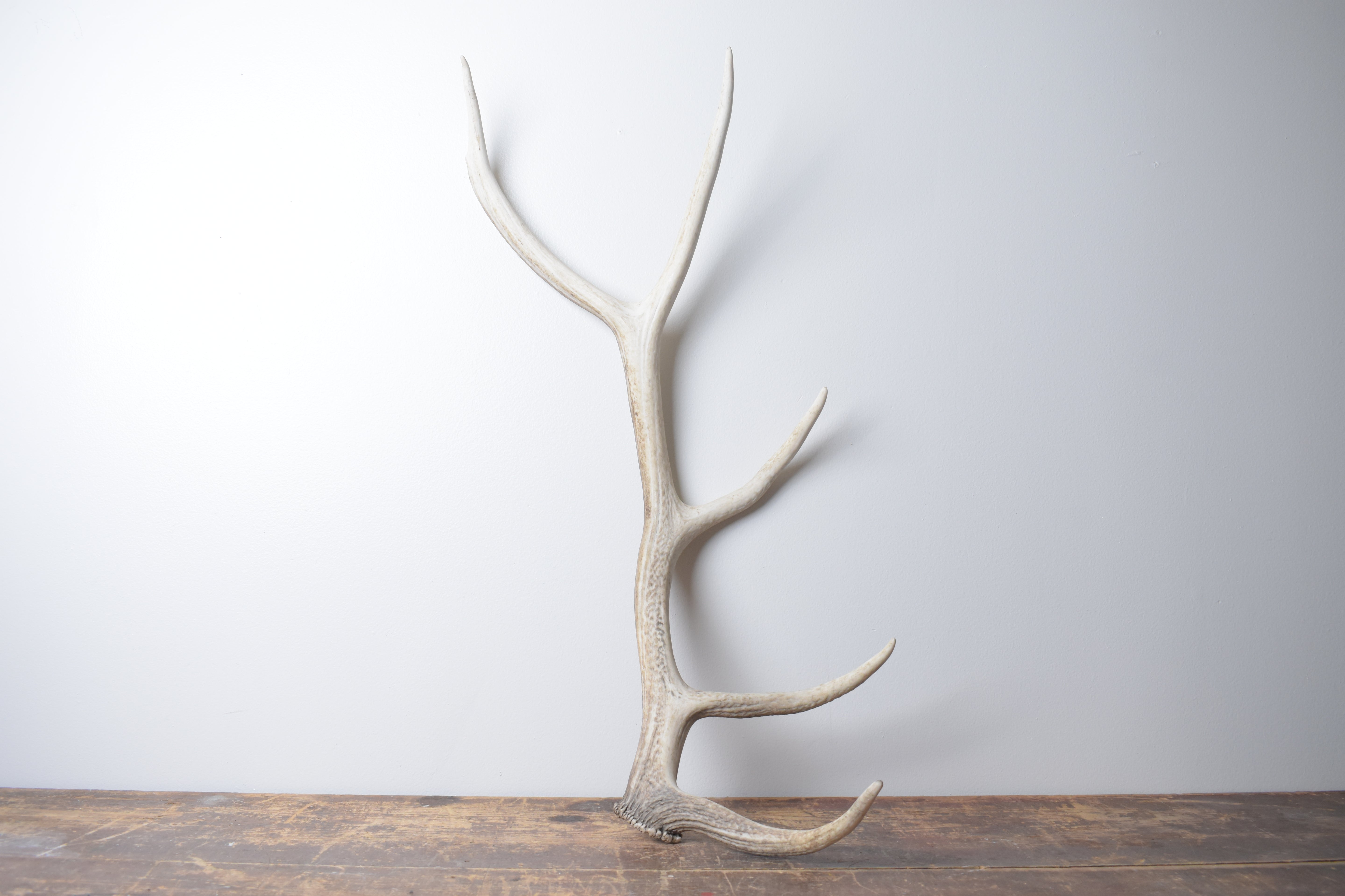 Elk Antler | Medium Size | 127