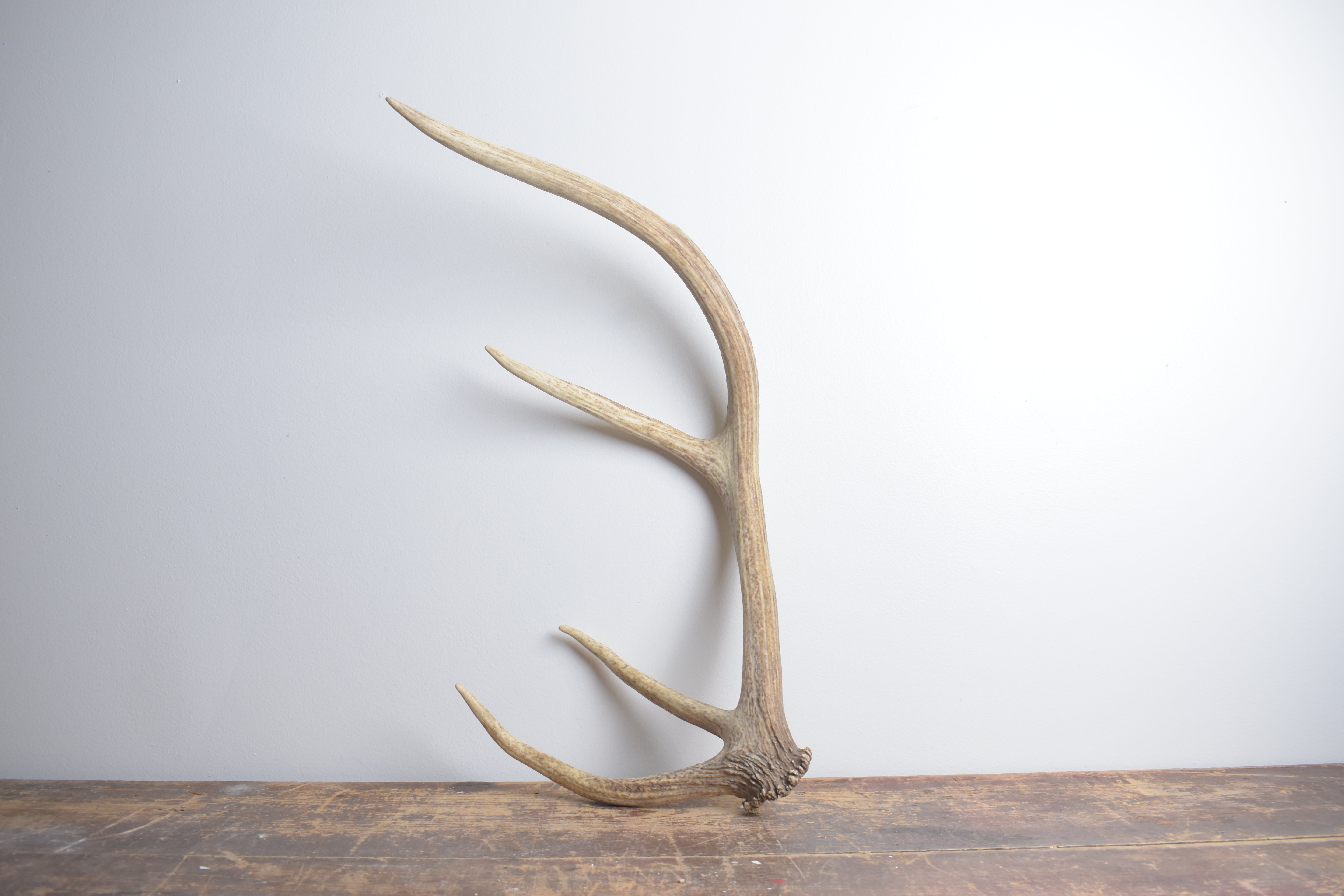 Elk Antler | Small Size | 129