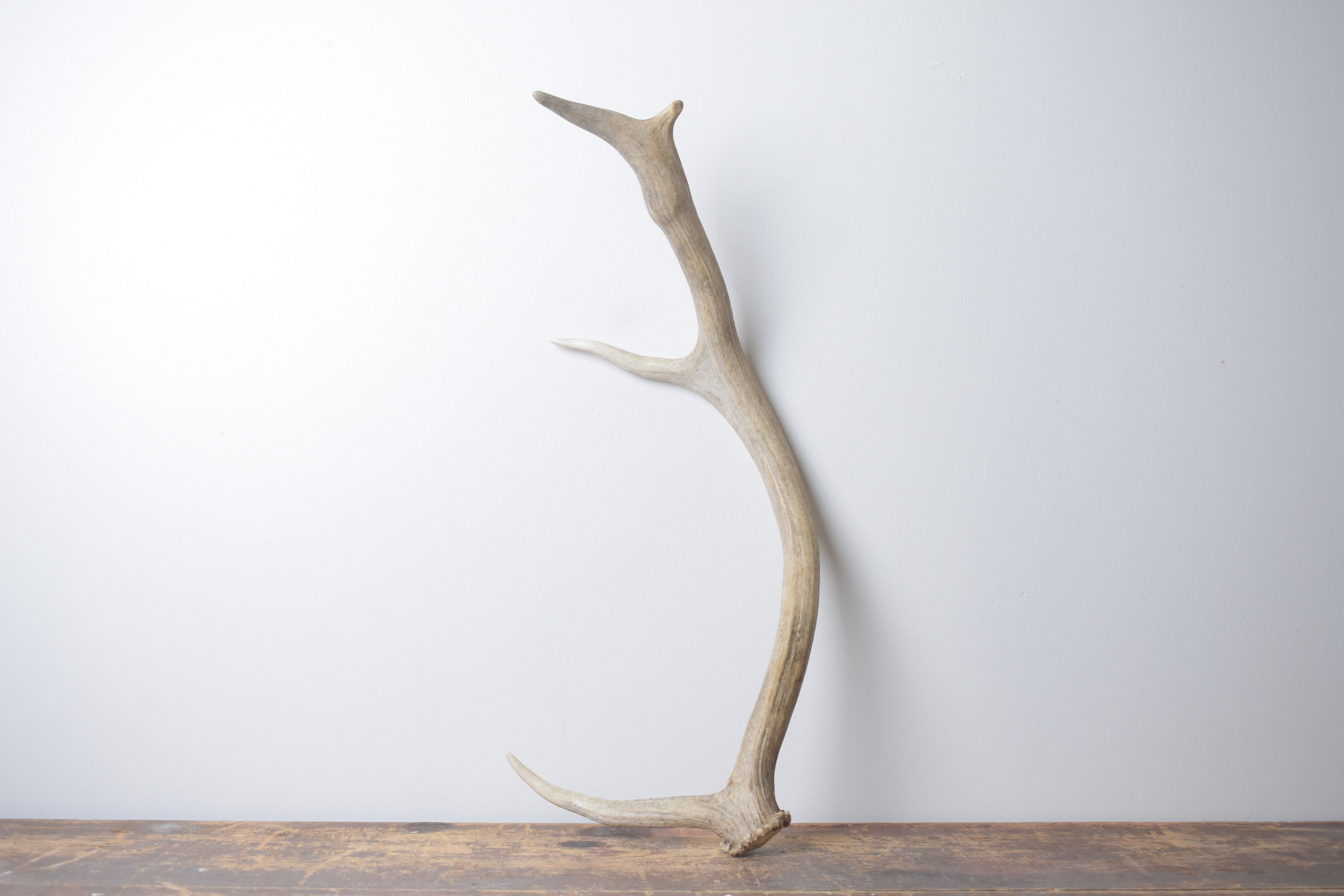 Elk Antler | Small Size | 130