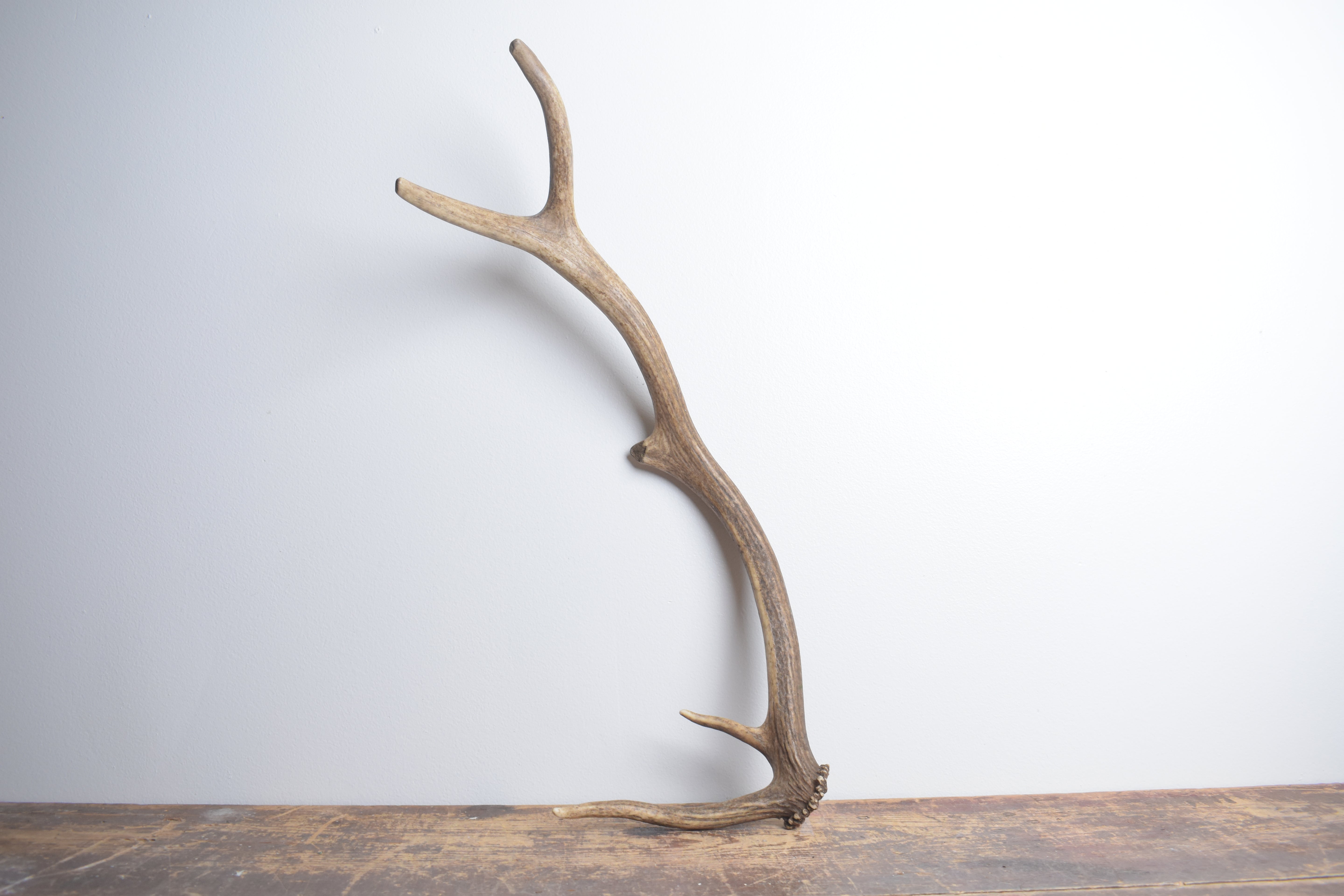 Elk Antler | Small Size | 150