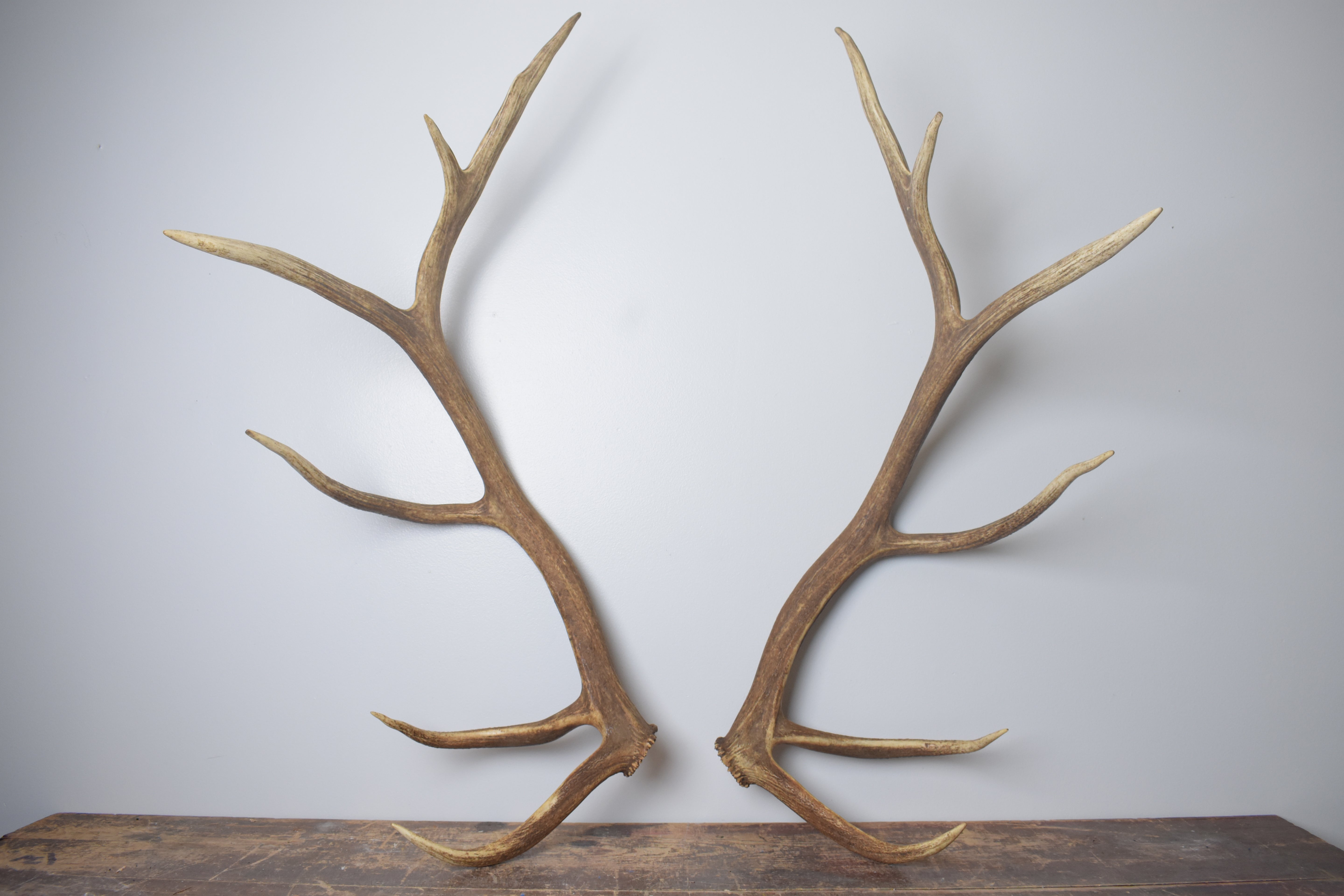 Elk Antler Set | Extra-Large | 167