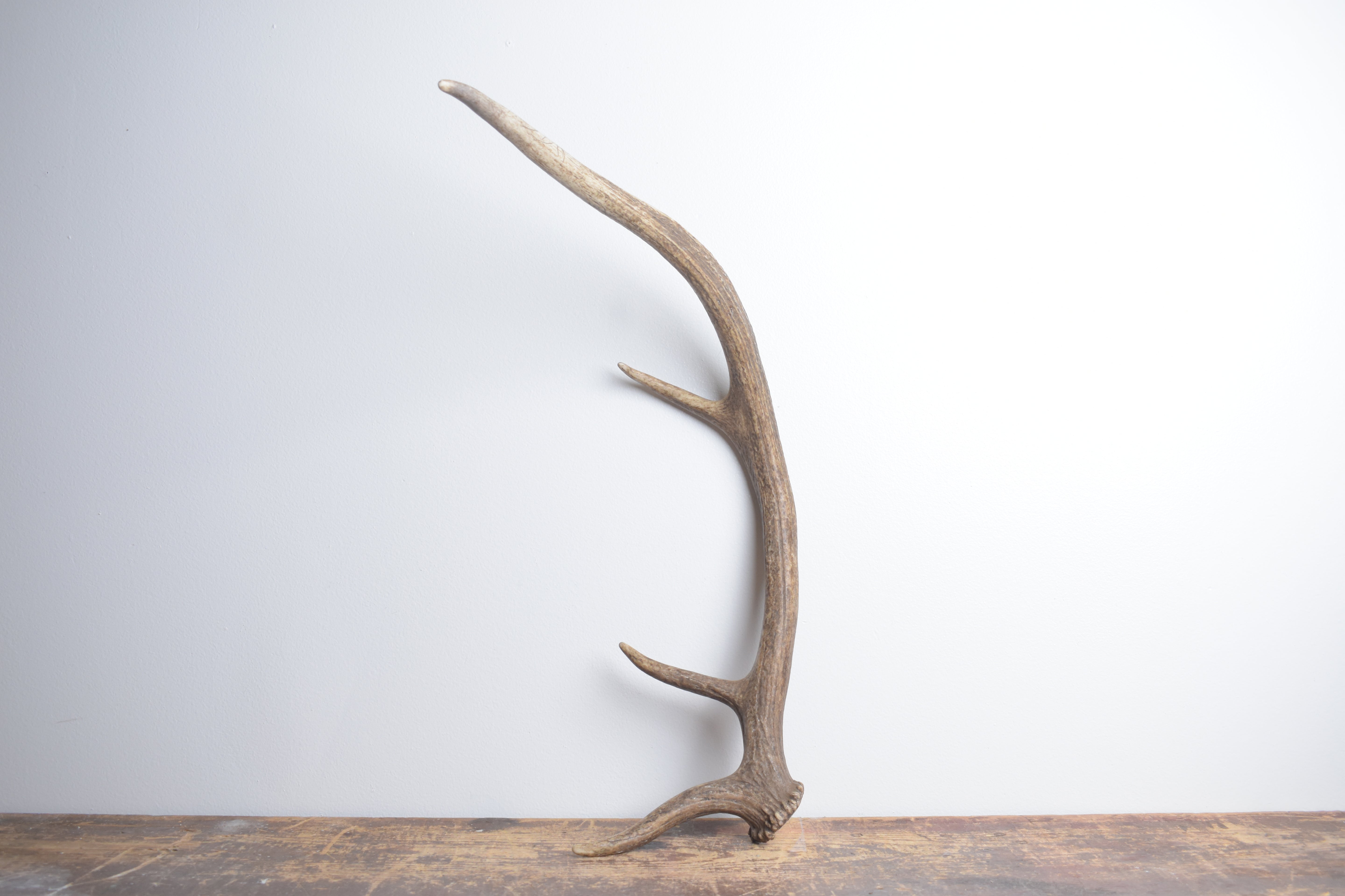 Elk Antler | Small Size | 134