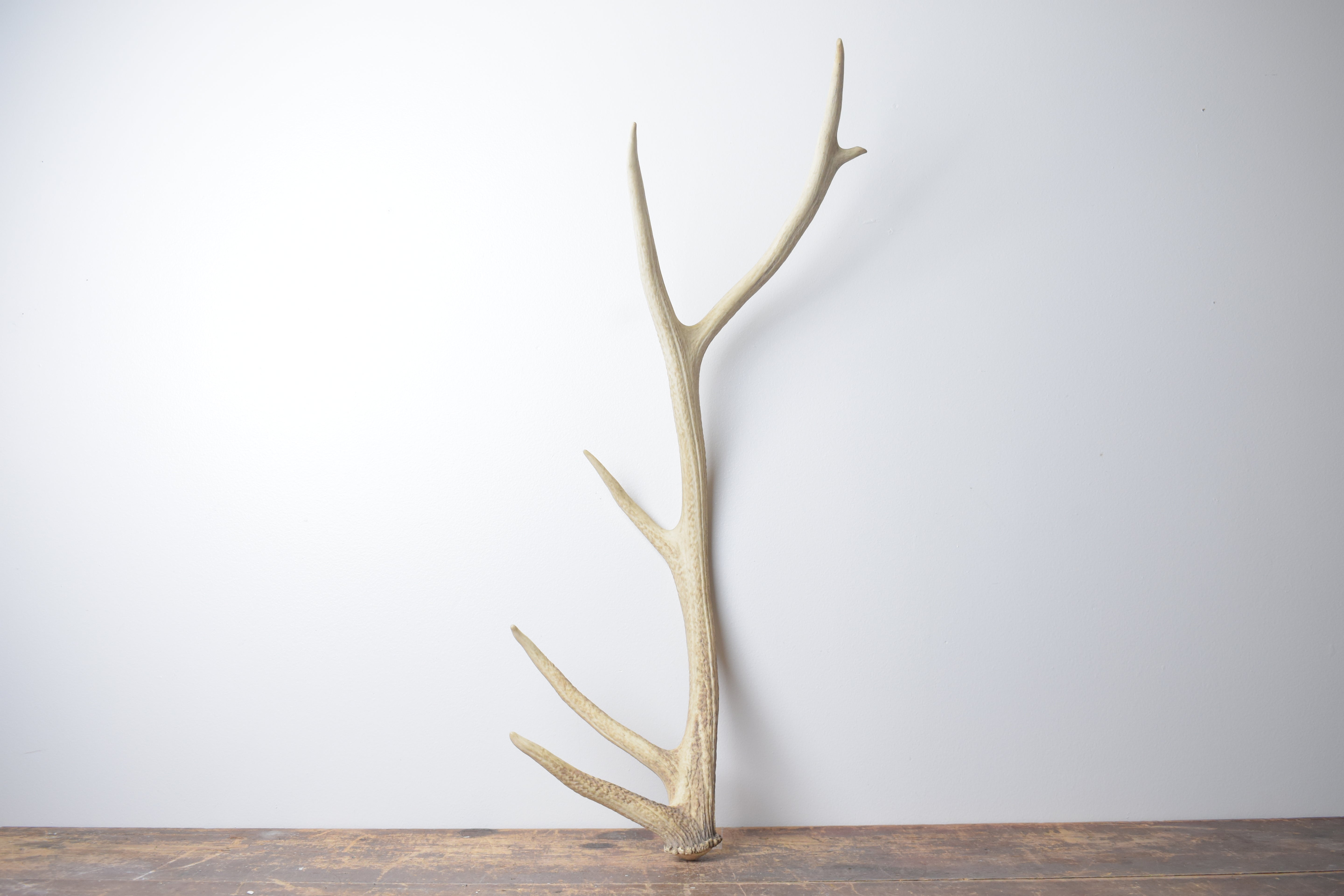 Elk Antler | Medium Size | 128