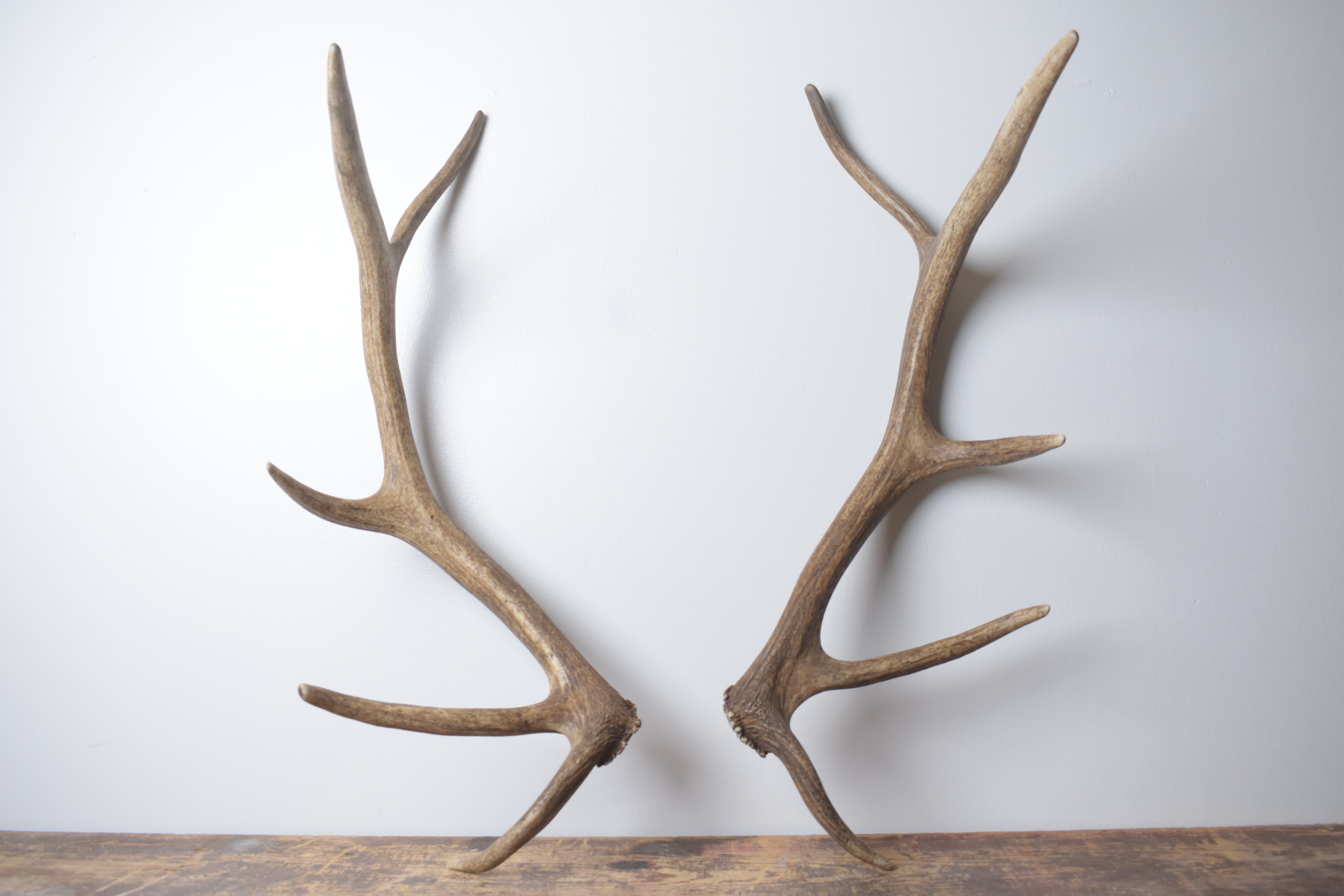 Elk Antler Set | Small | 136