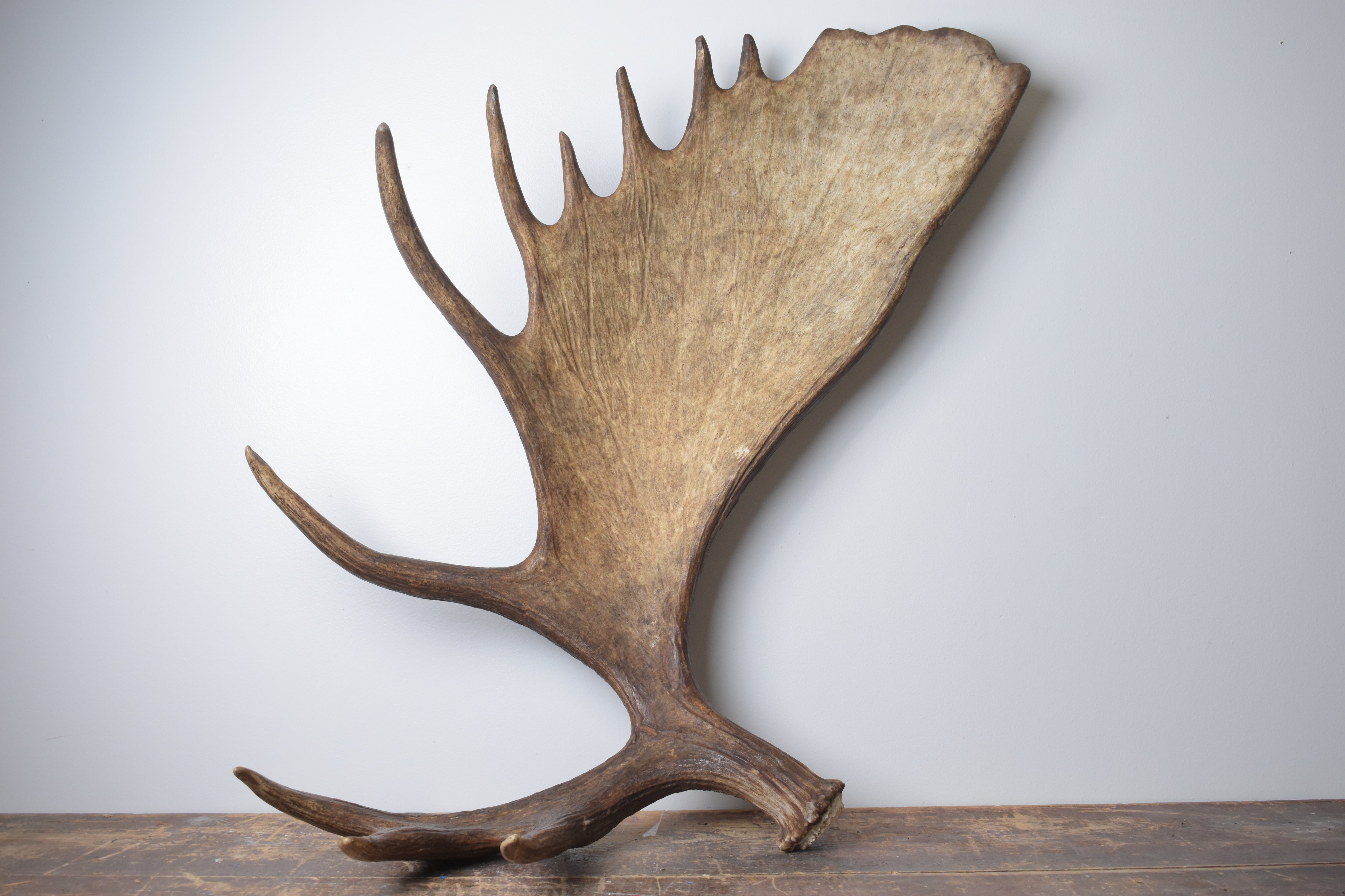 Moose Antler | Extra-Large | 13