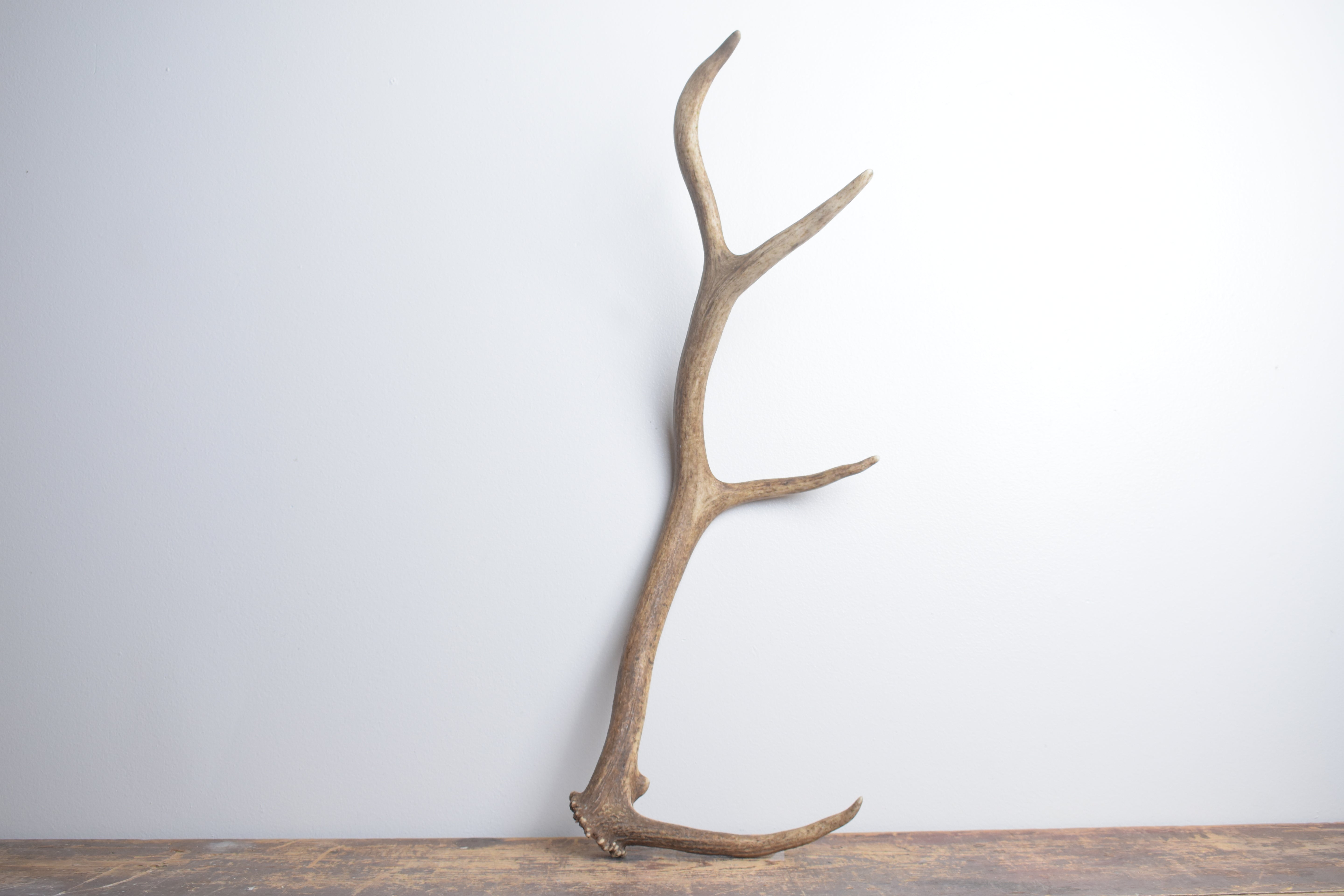 Elk Antler | Small Size | 149