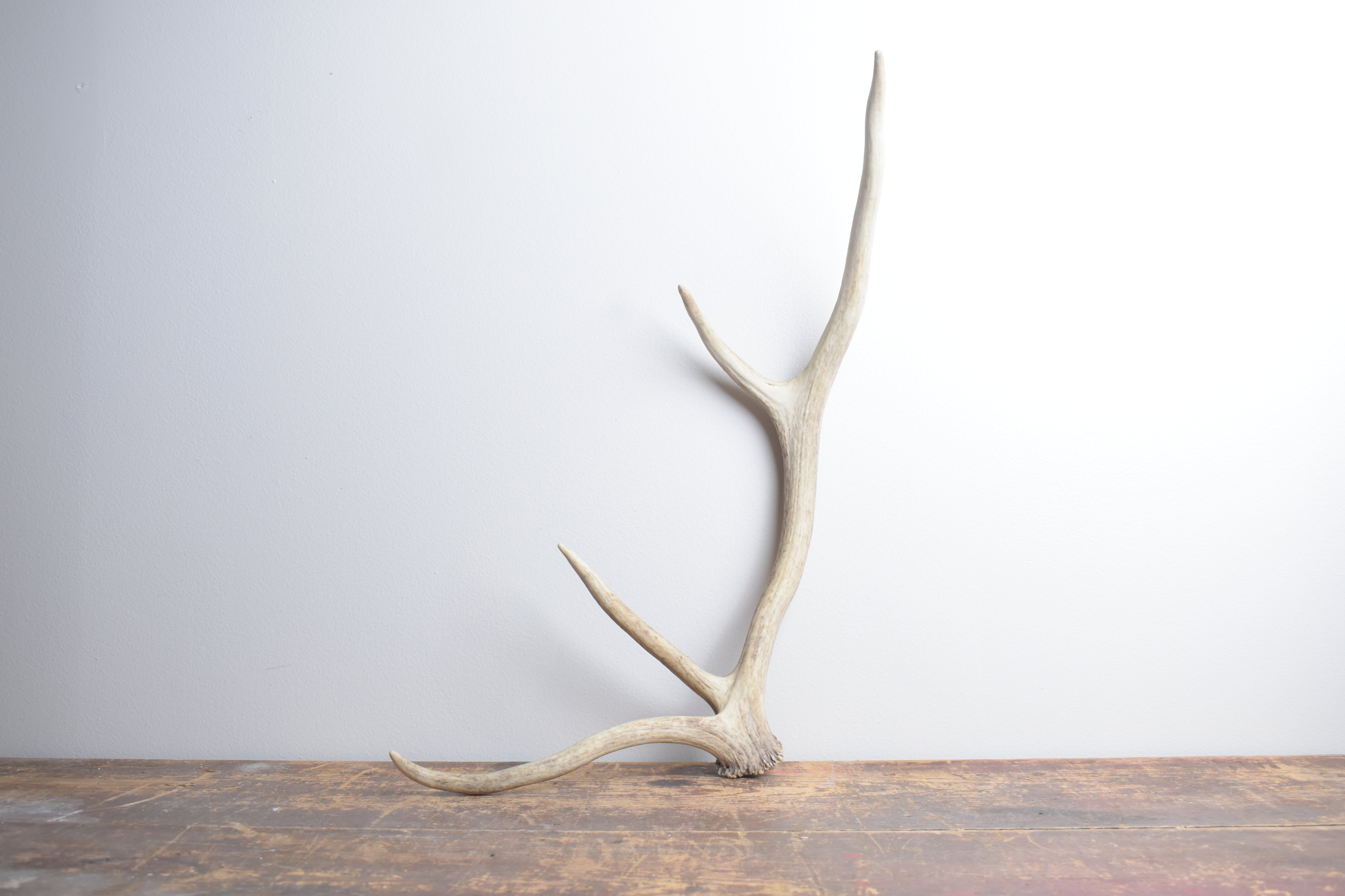 Elk Antler | Small Size | 131
