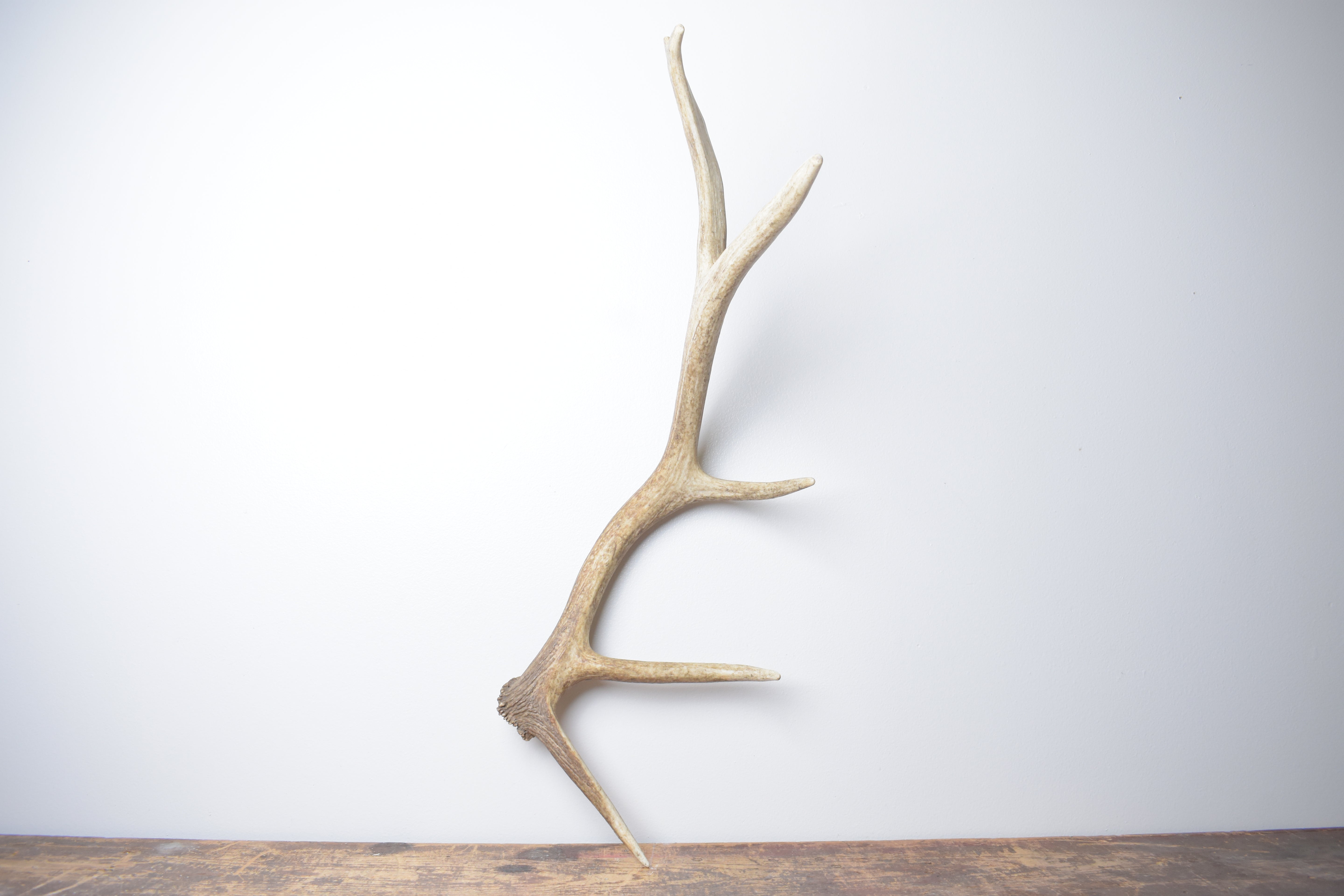 Elk Antler | Small Size | 158