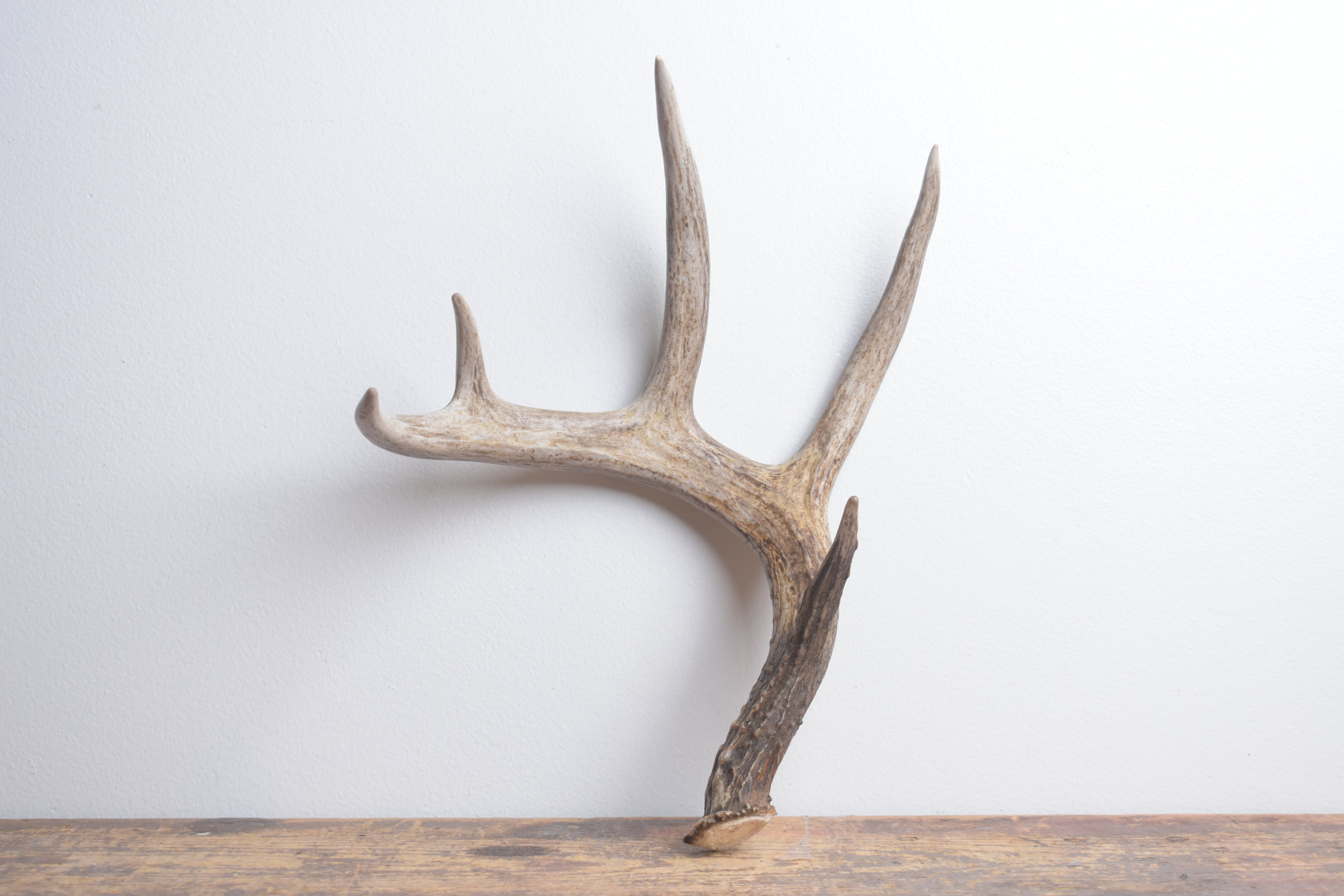 Whitetail Deer Antler | Medium Size | 5