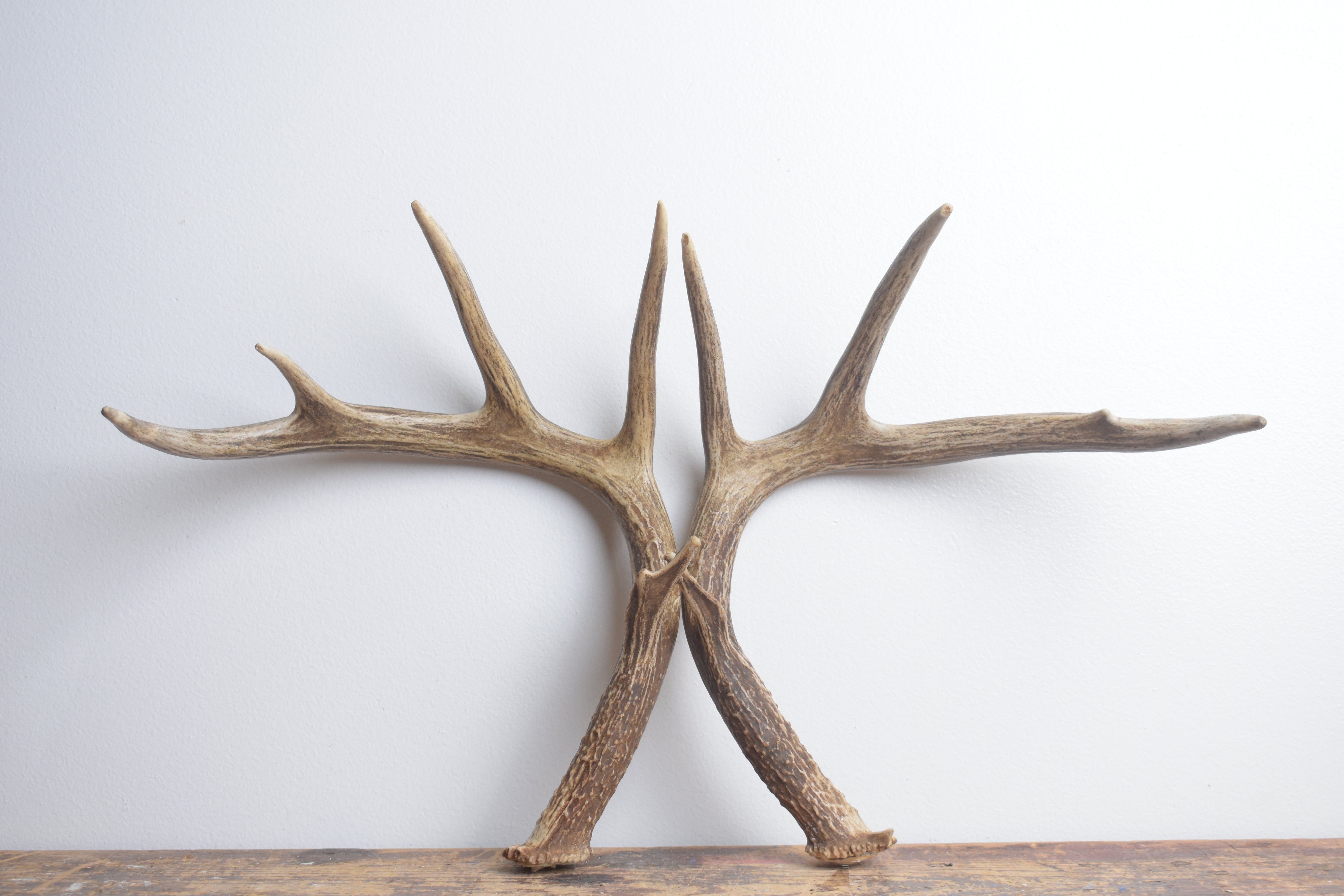 Whitetail Deer Antler Set | Large | 6
