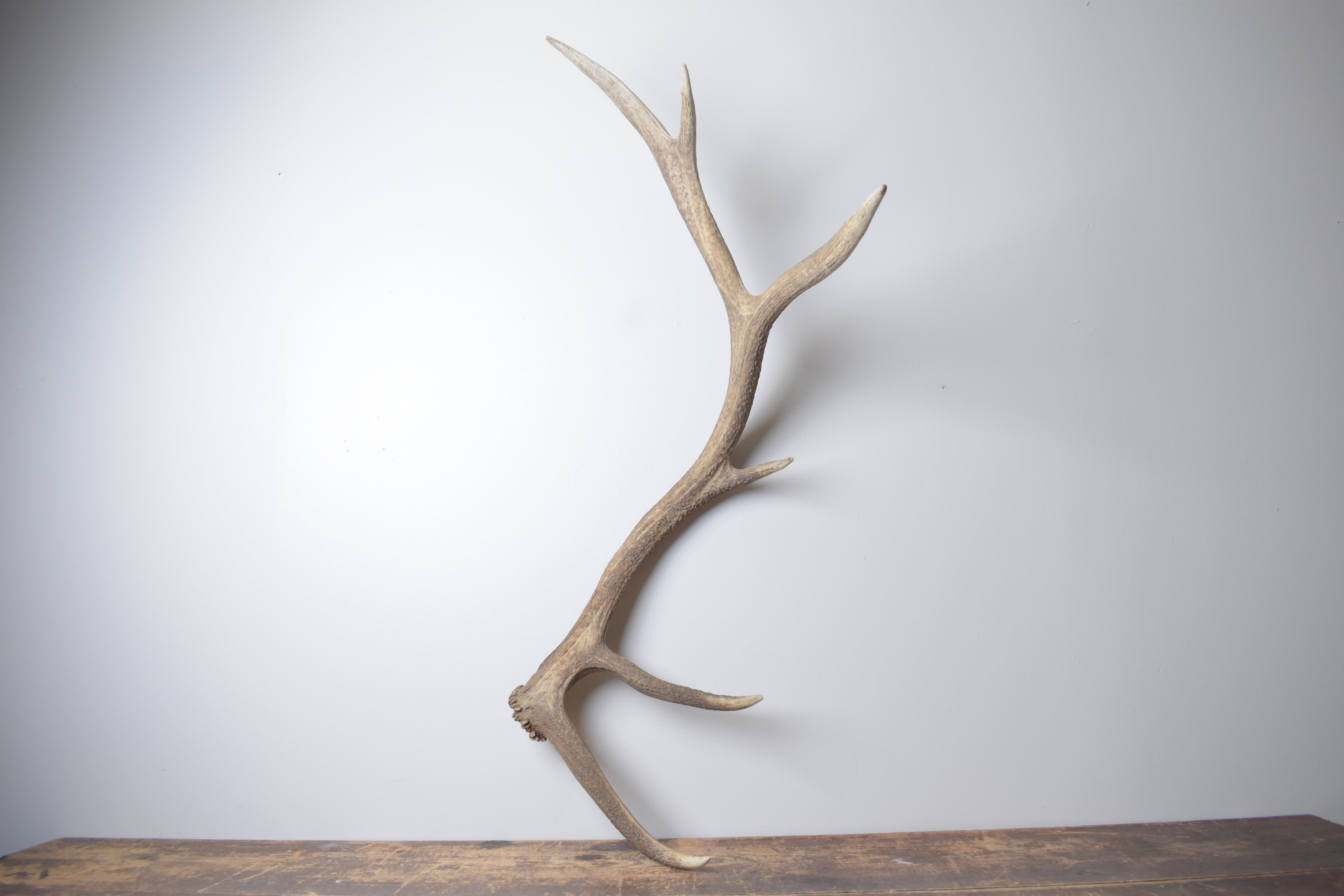 Elk Antler | Large Size | 169