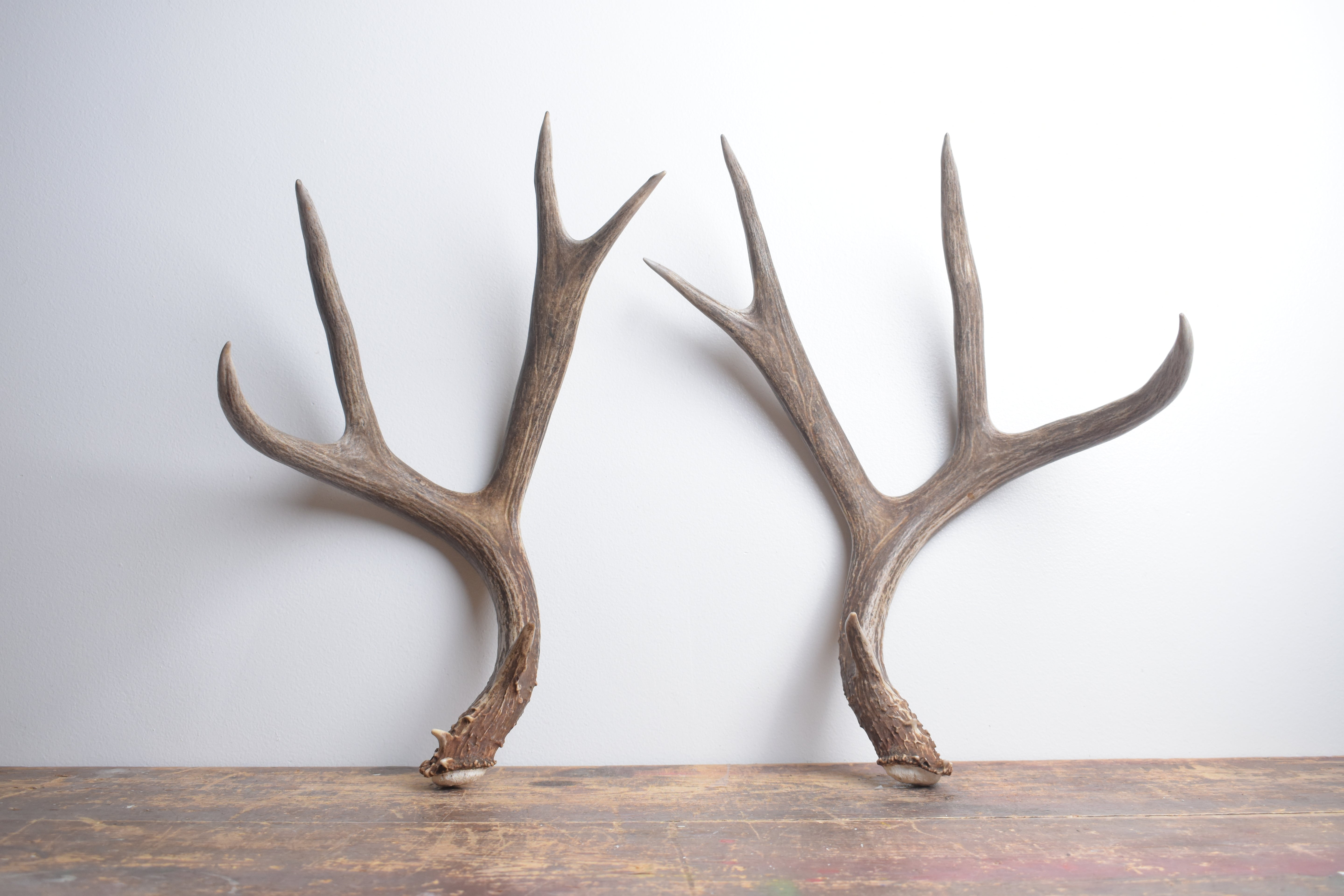 Mule Deer Antler Set | Extra-Large | 1