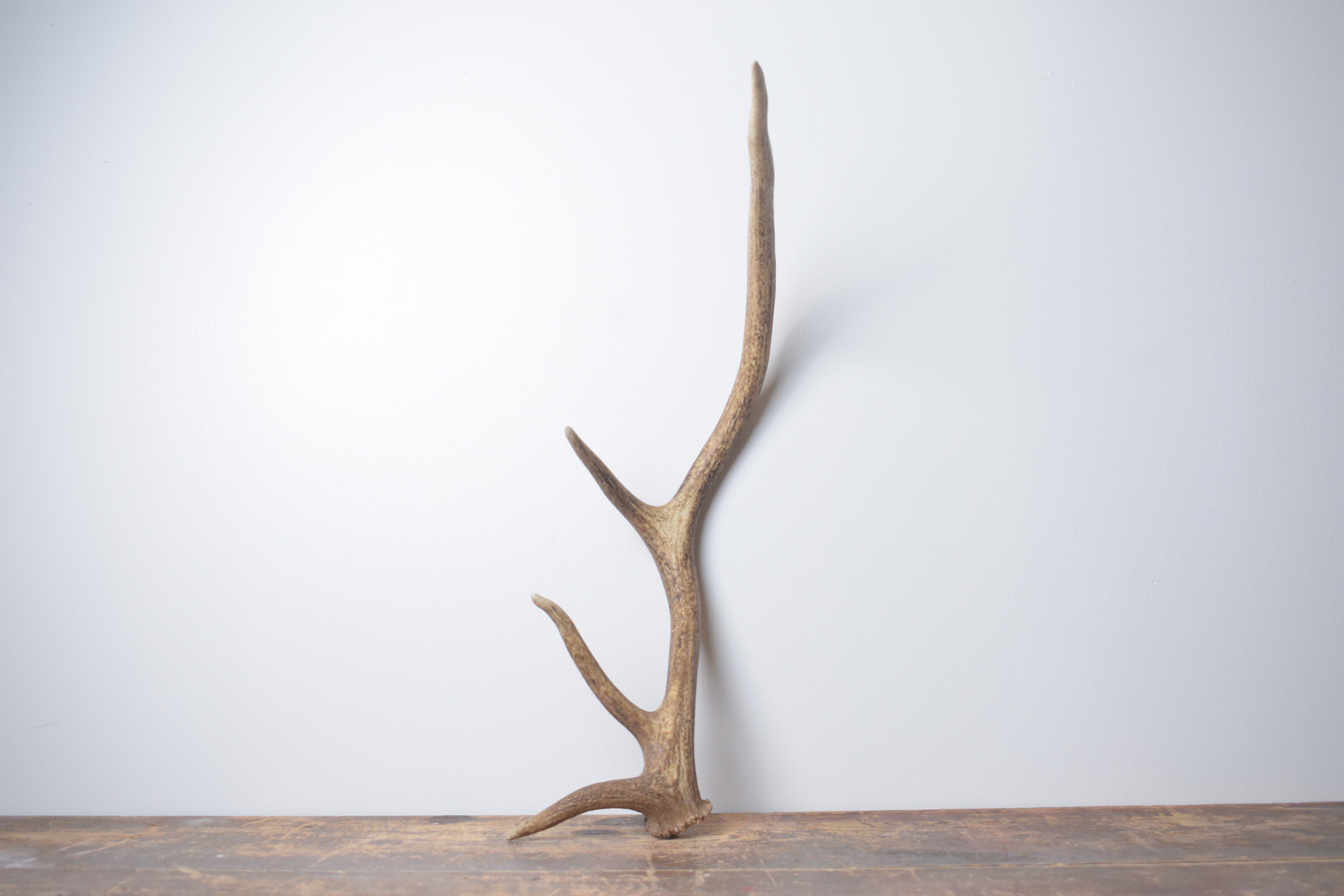 Elk Antler | Small Size | 137