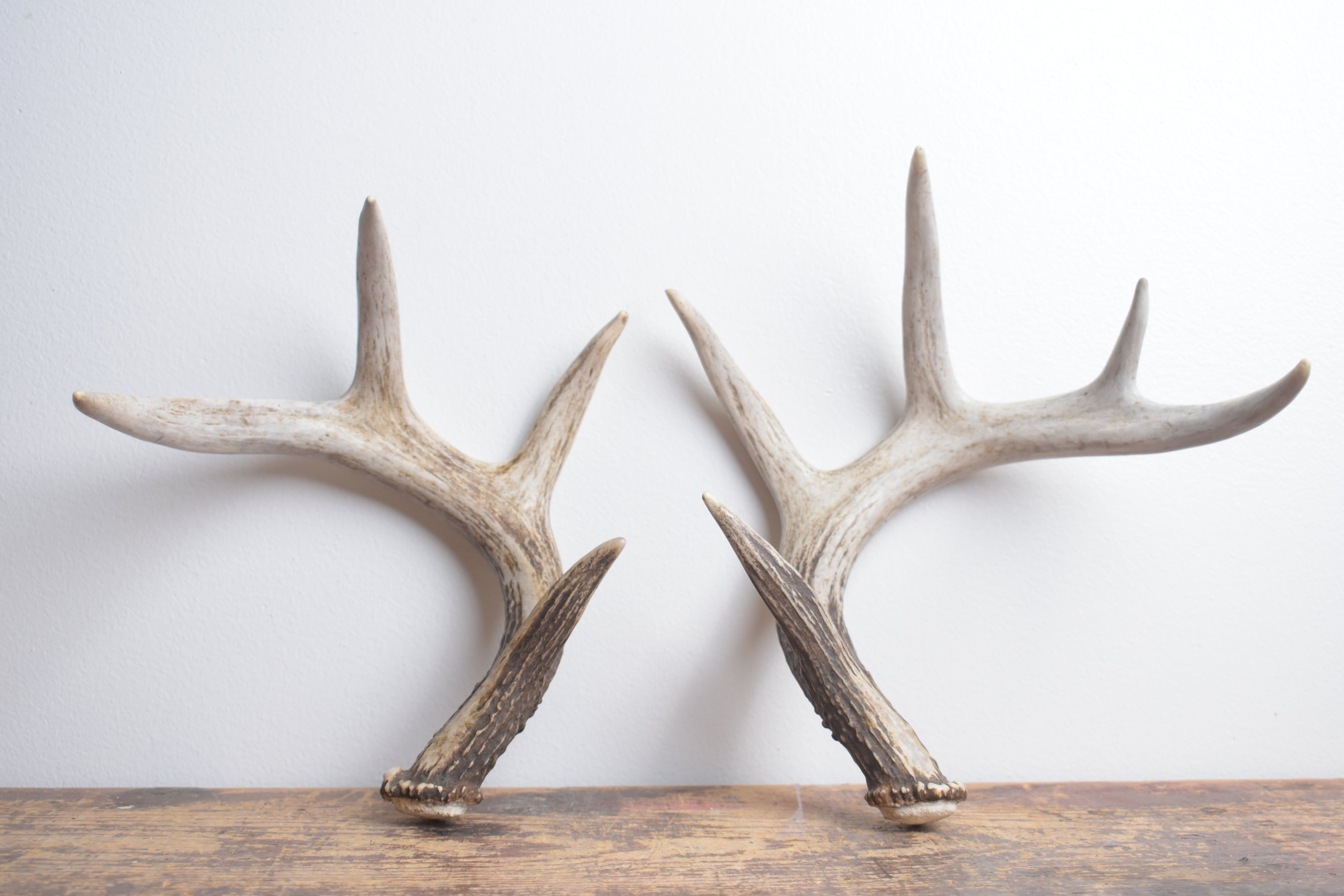 Whitetail Deer Antler Set | Small | 3