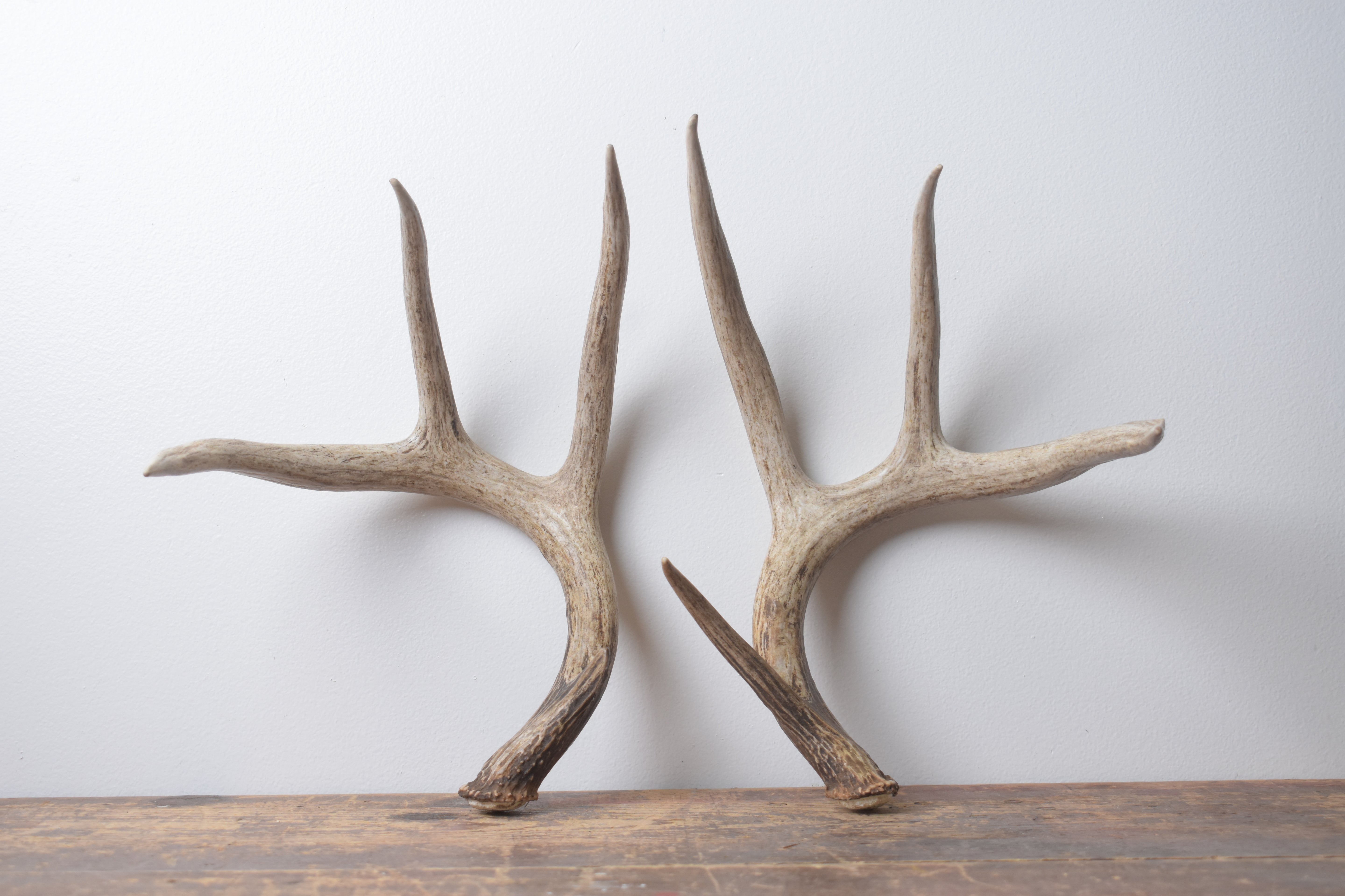 Whitetail Deer Antler Set | Large | 4