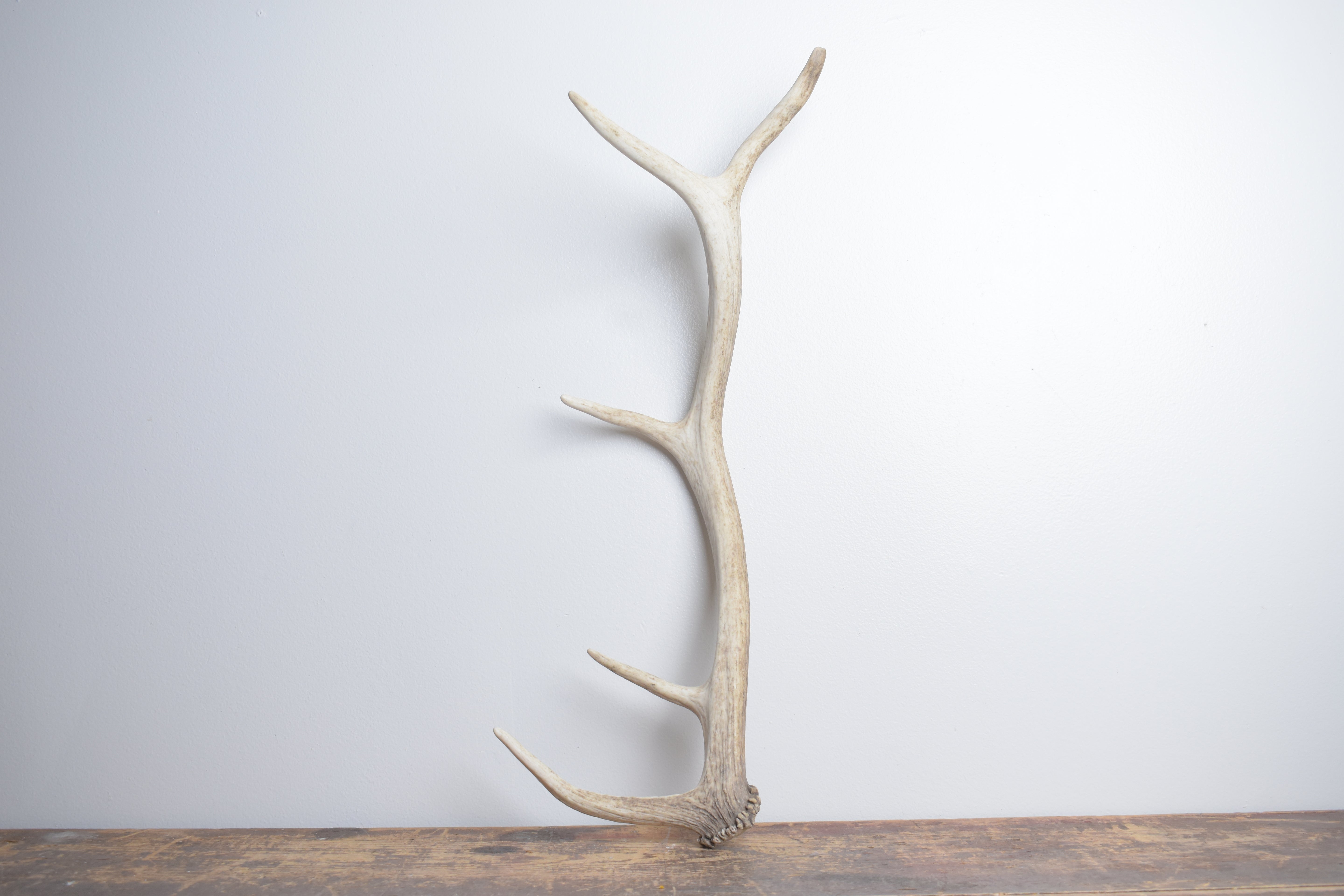 Elk Antler | Small Size | 157