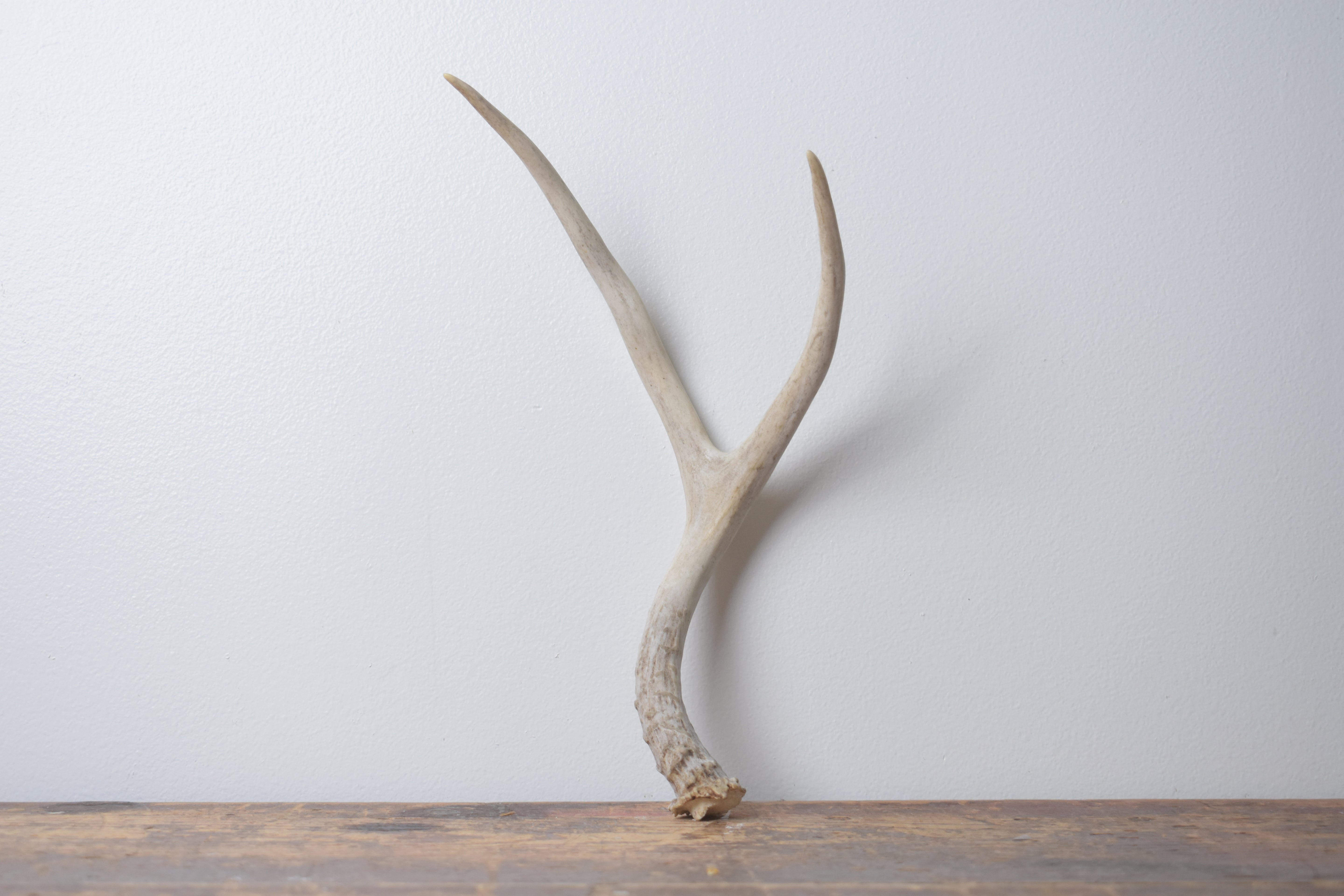 Mule Deer Antler | Small Size | 65