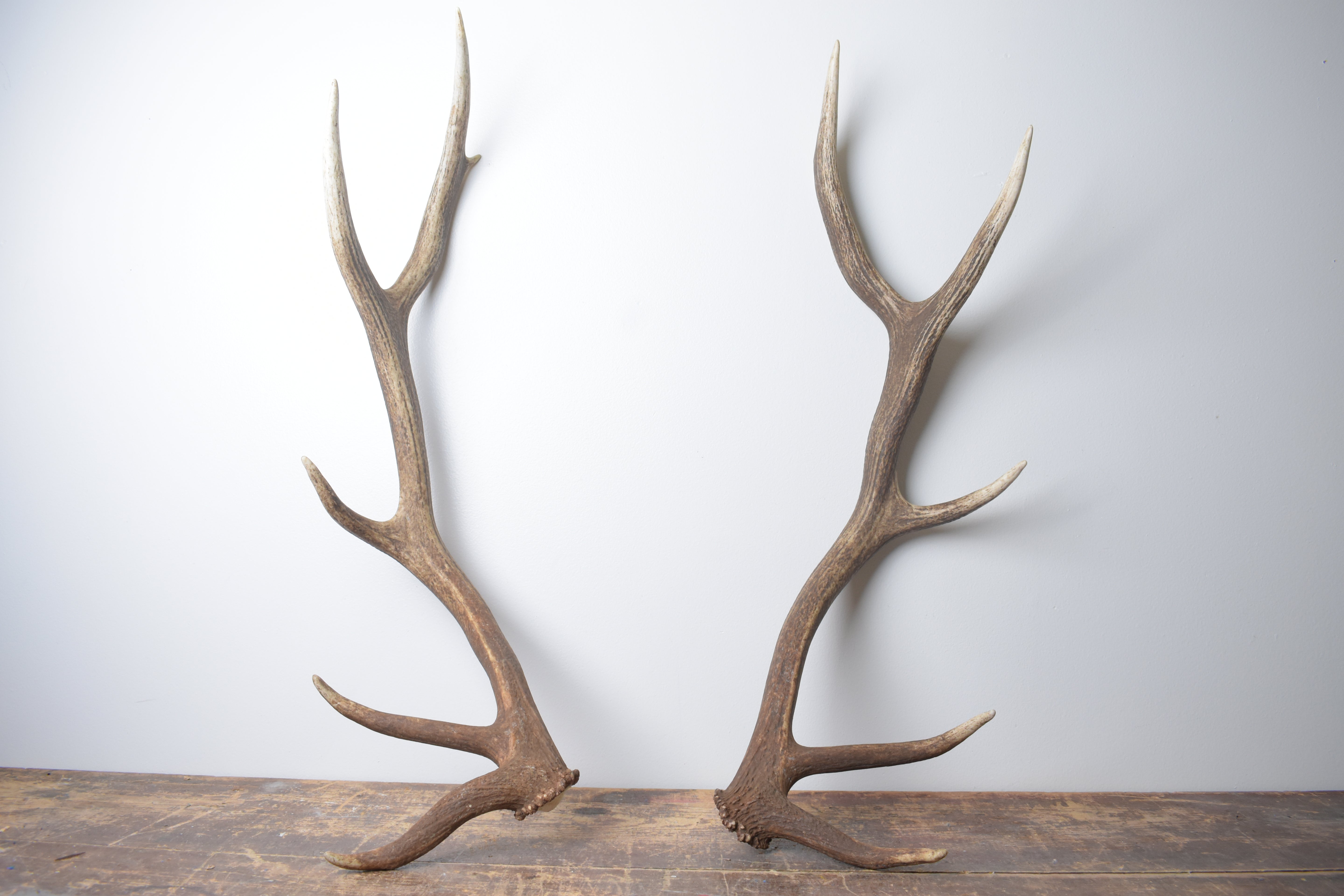 Elk Antler Set | Medium | 168