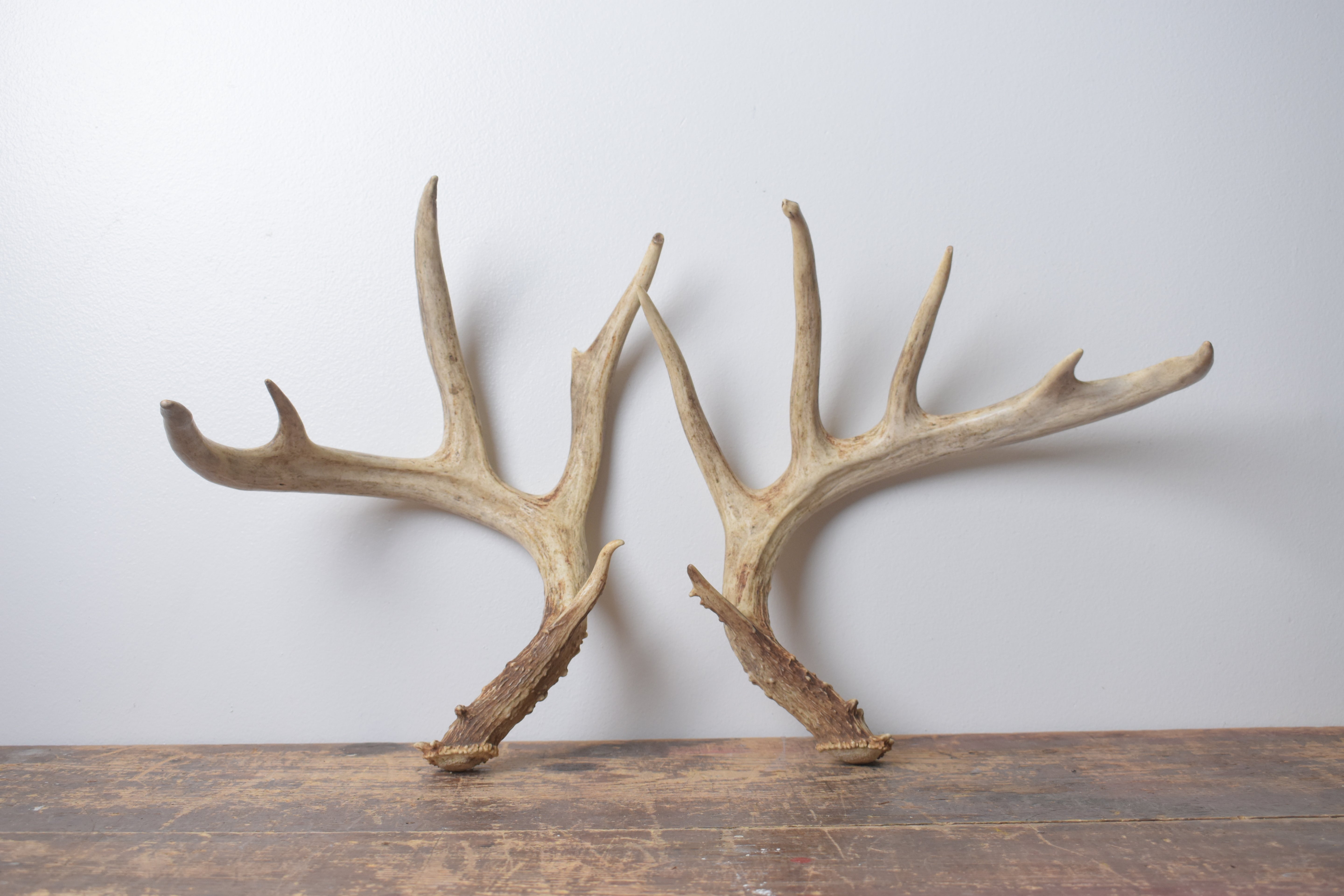 Whitetail Deer Antler Set | Large | 1