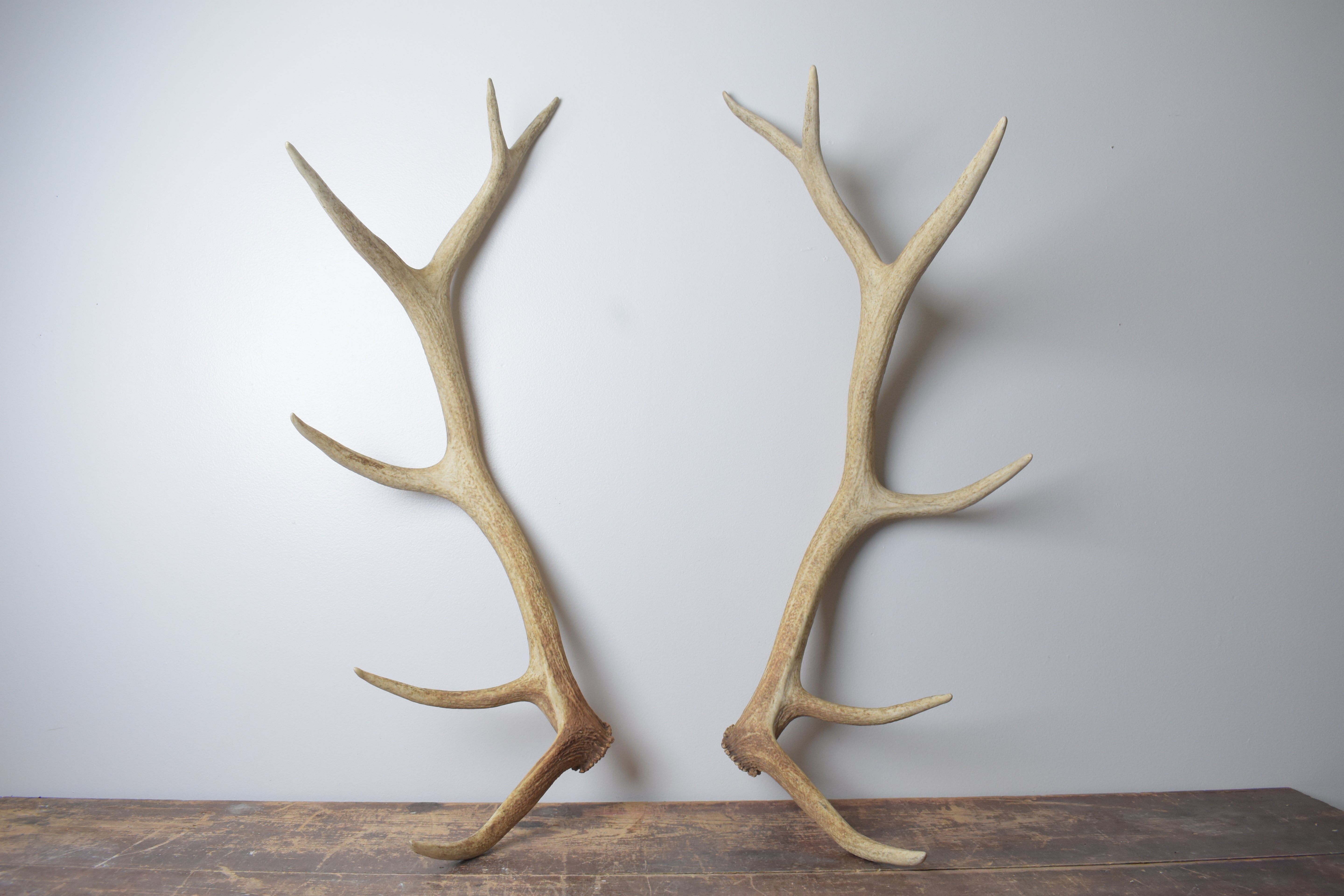 Elk Antler Set | Medium | 154