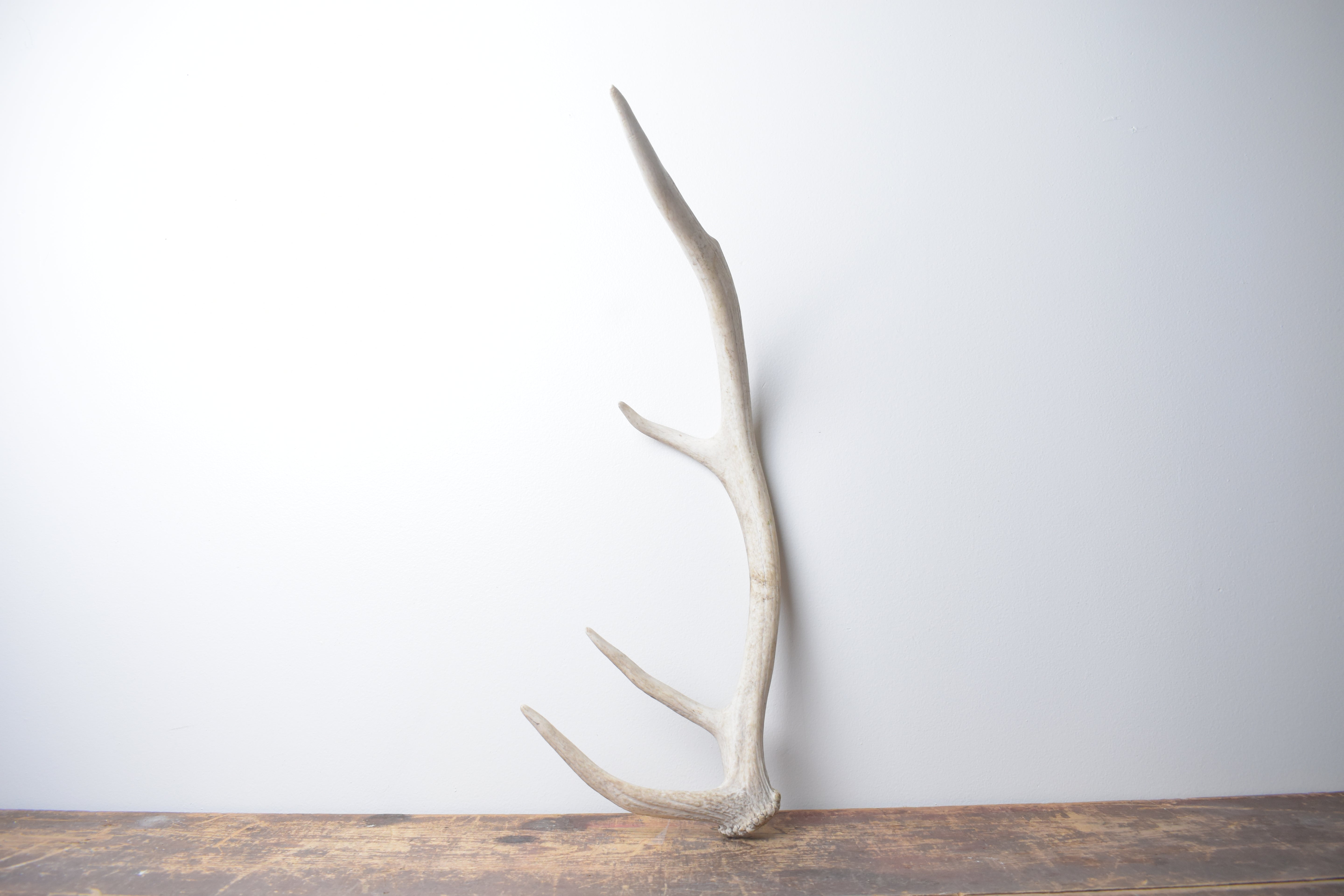 Elk Antler | Small Size | 143