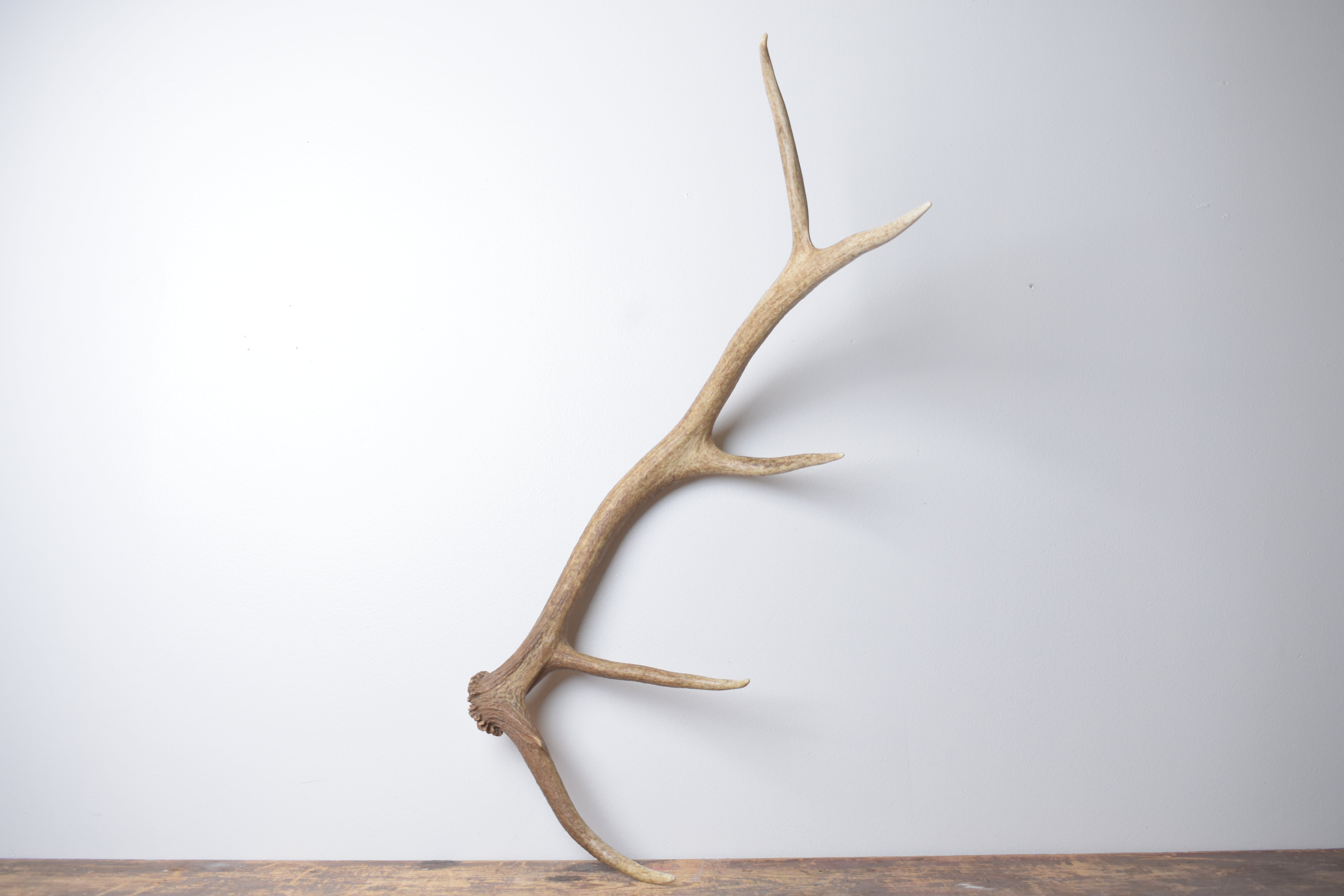 Elk Antler | Small Size | 171