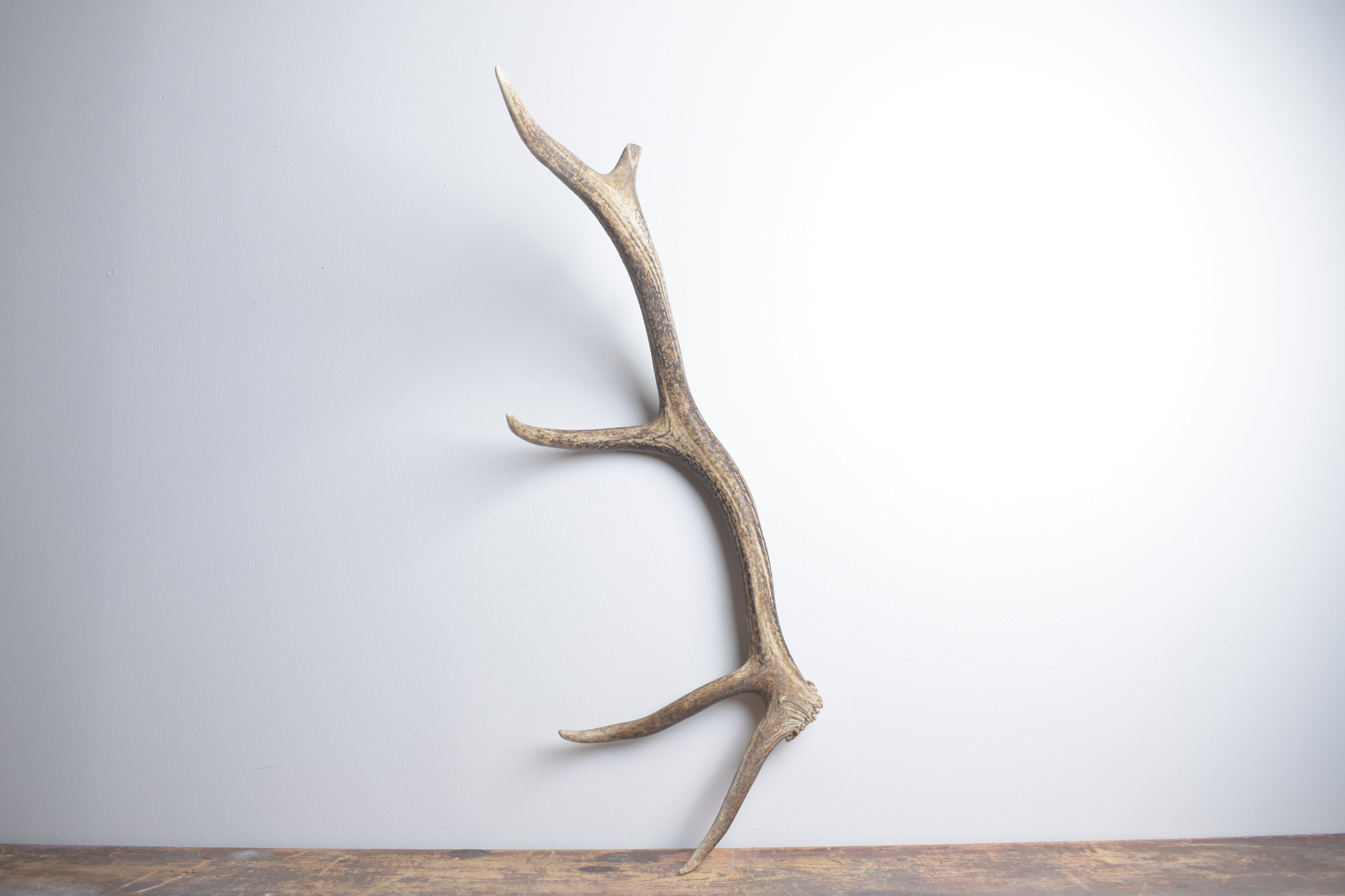 Elk Antler | Small Size | 139
