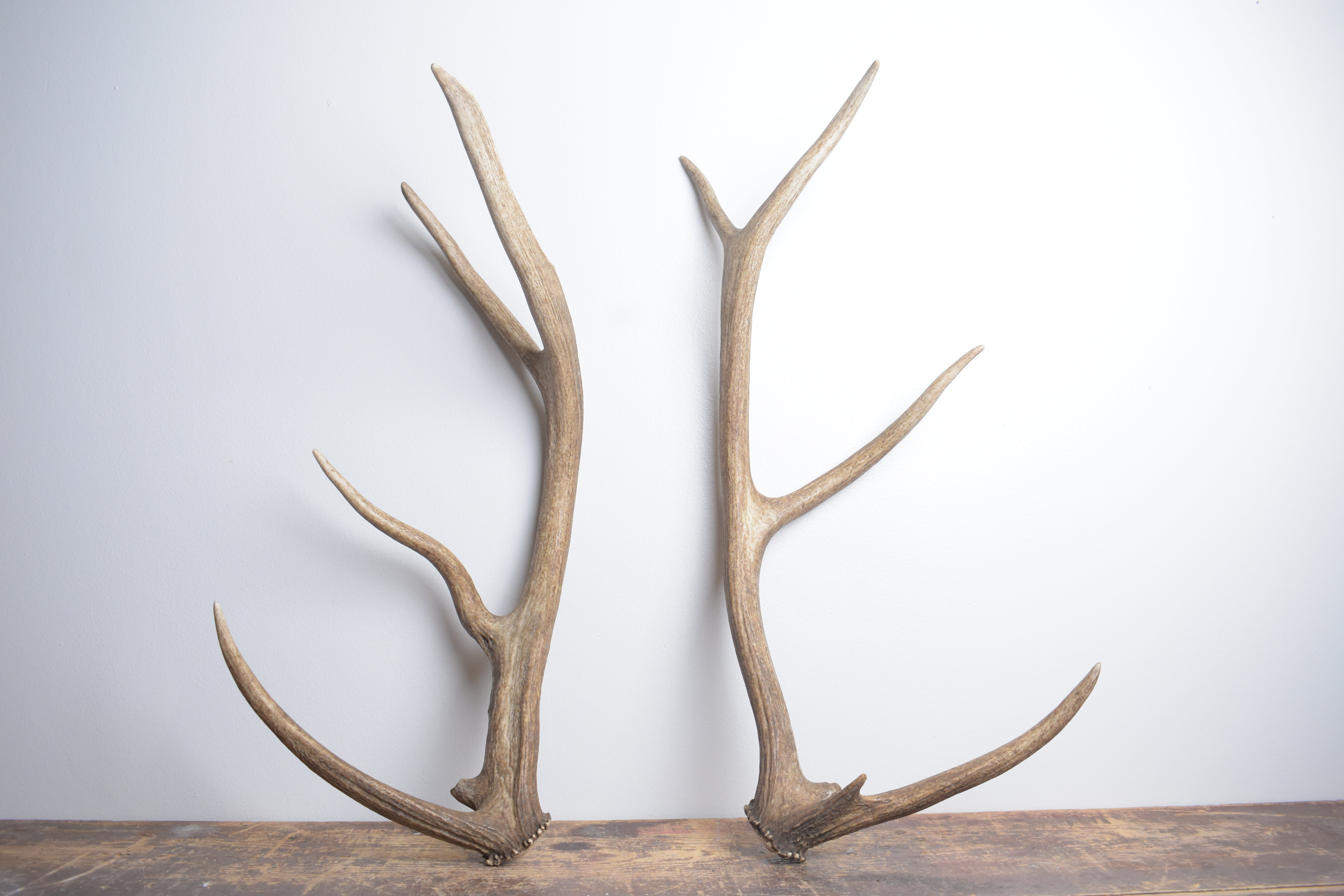 Elk Antler Set | Small | 151