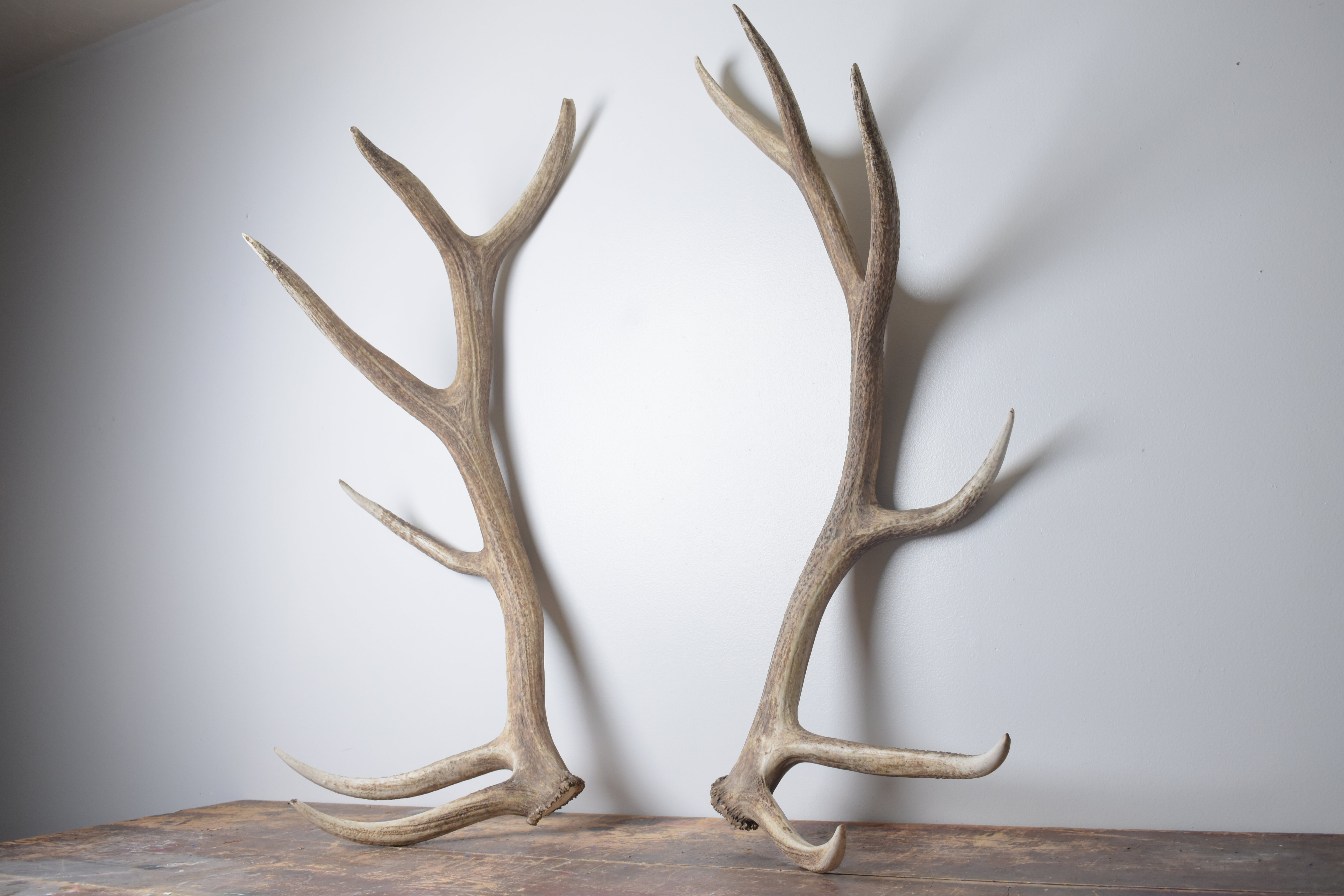 Elk Antler Set | Extra-Large | 166