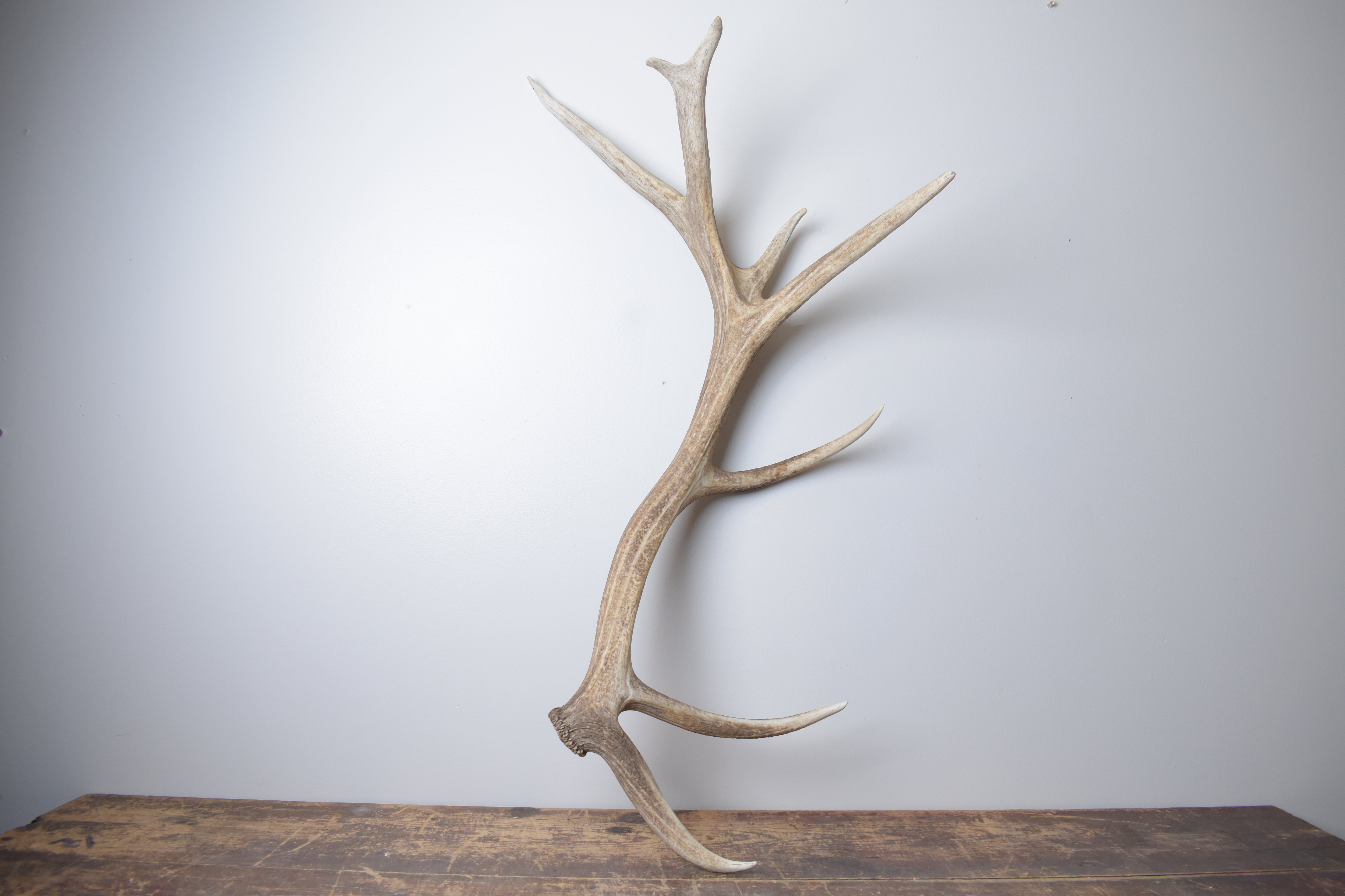 Elk Antler | Extra-Large Size | 176