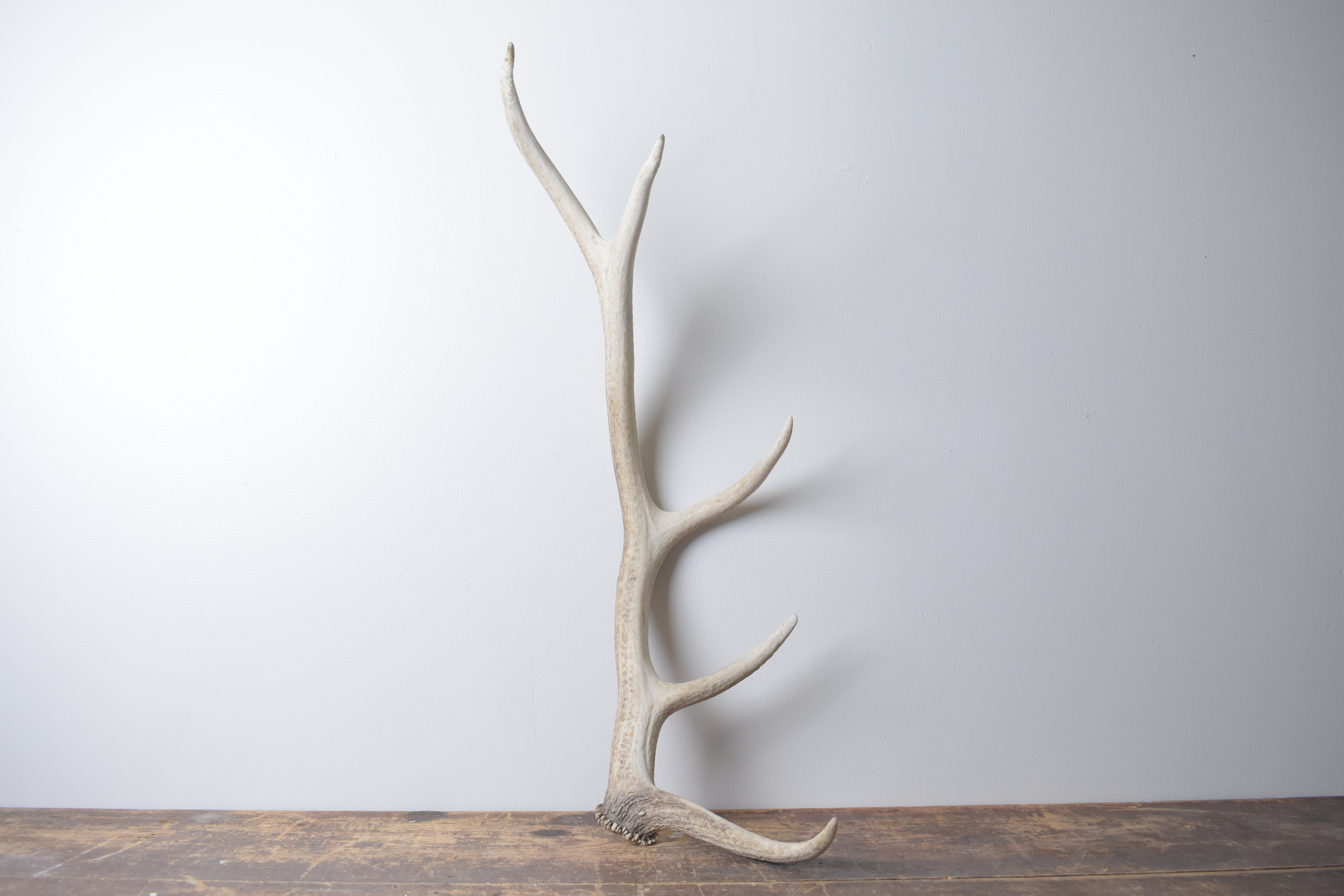 Elk Antler | Medium Size | 122