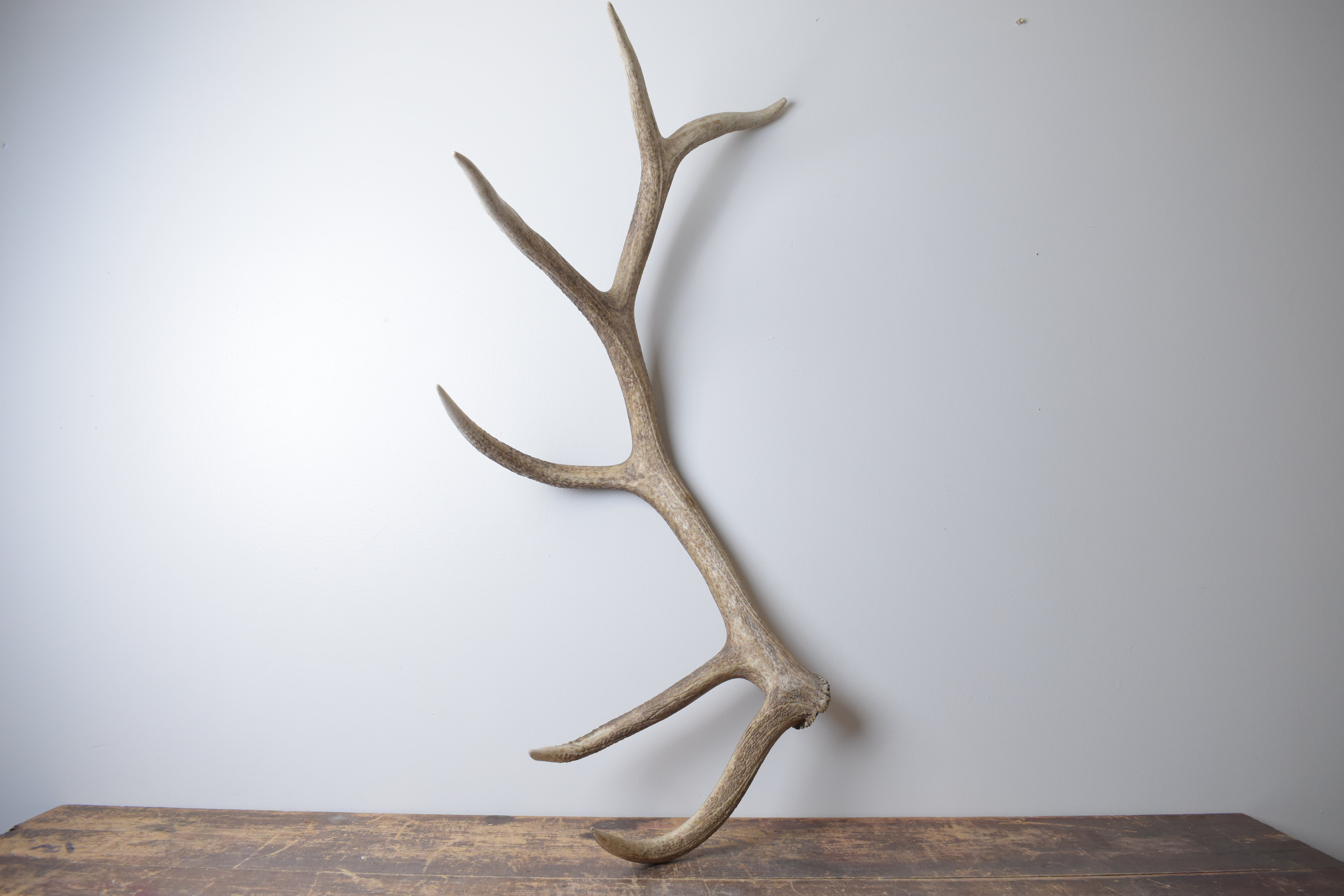Elk Antler | Extra-Large Size | 174