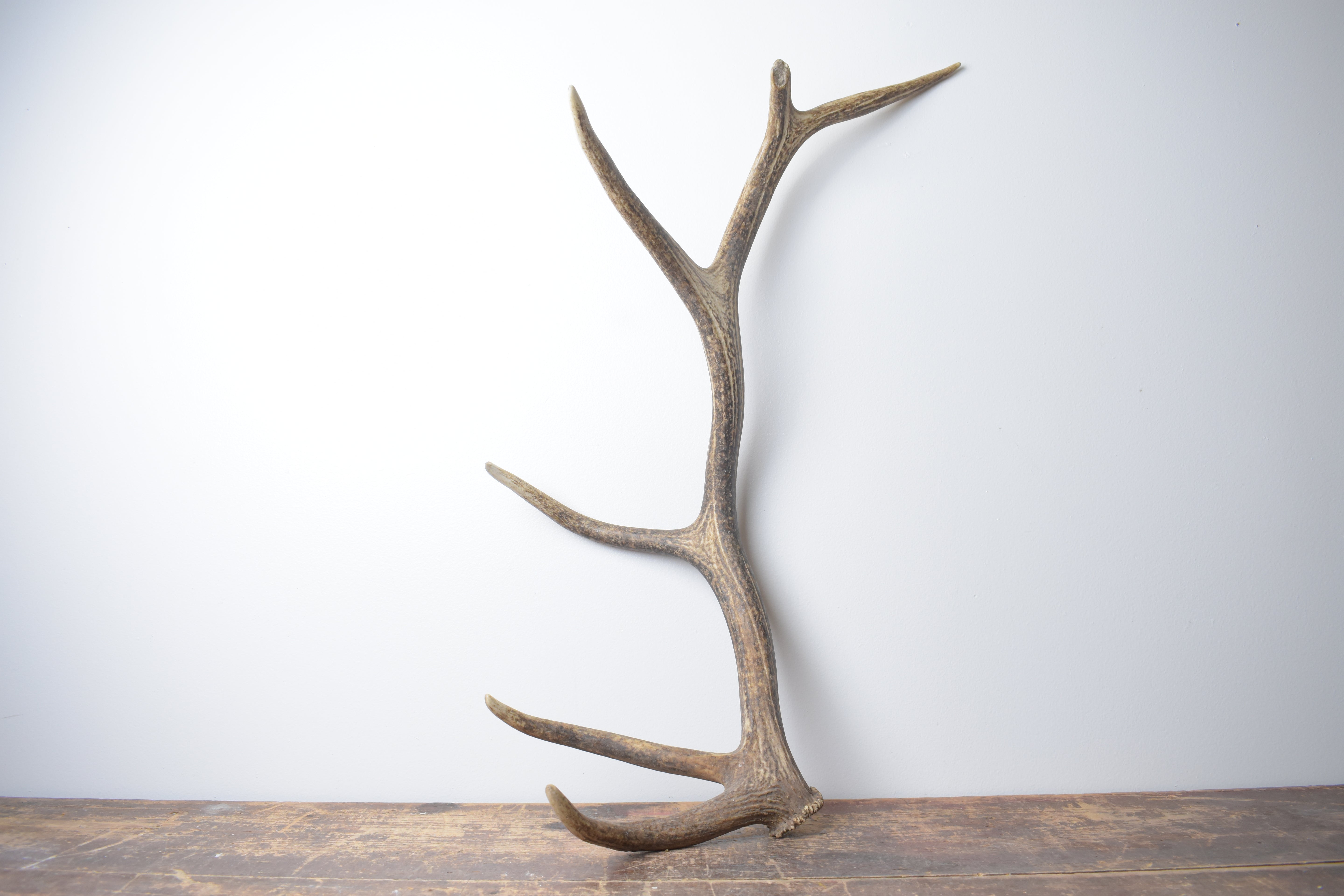 Elk Antler | Medium Size | 159