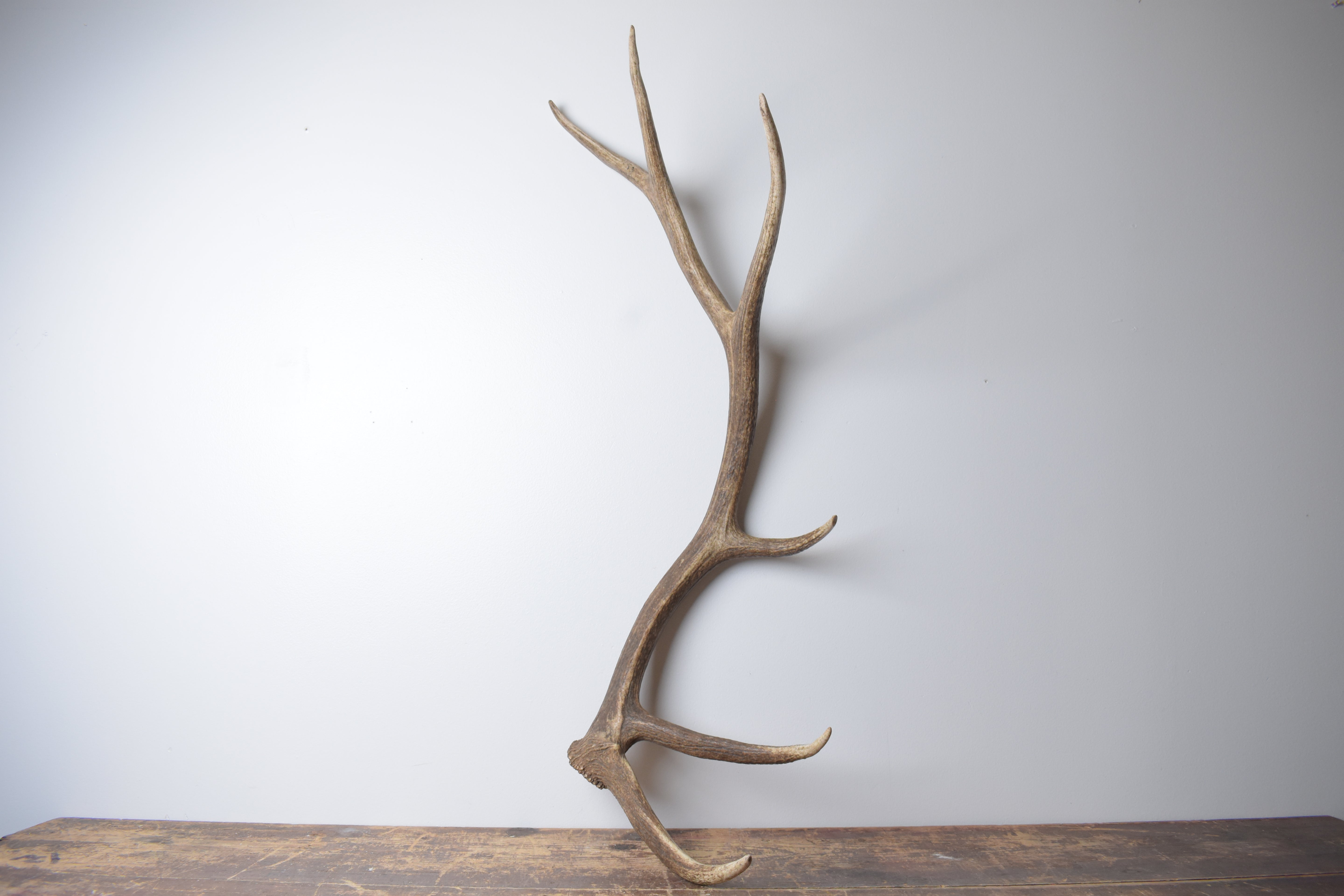 Elk Antler | Large Size | 170