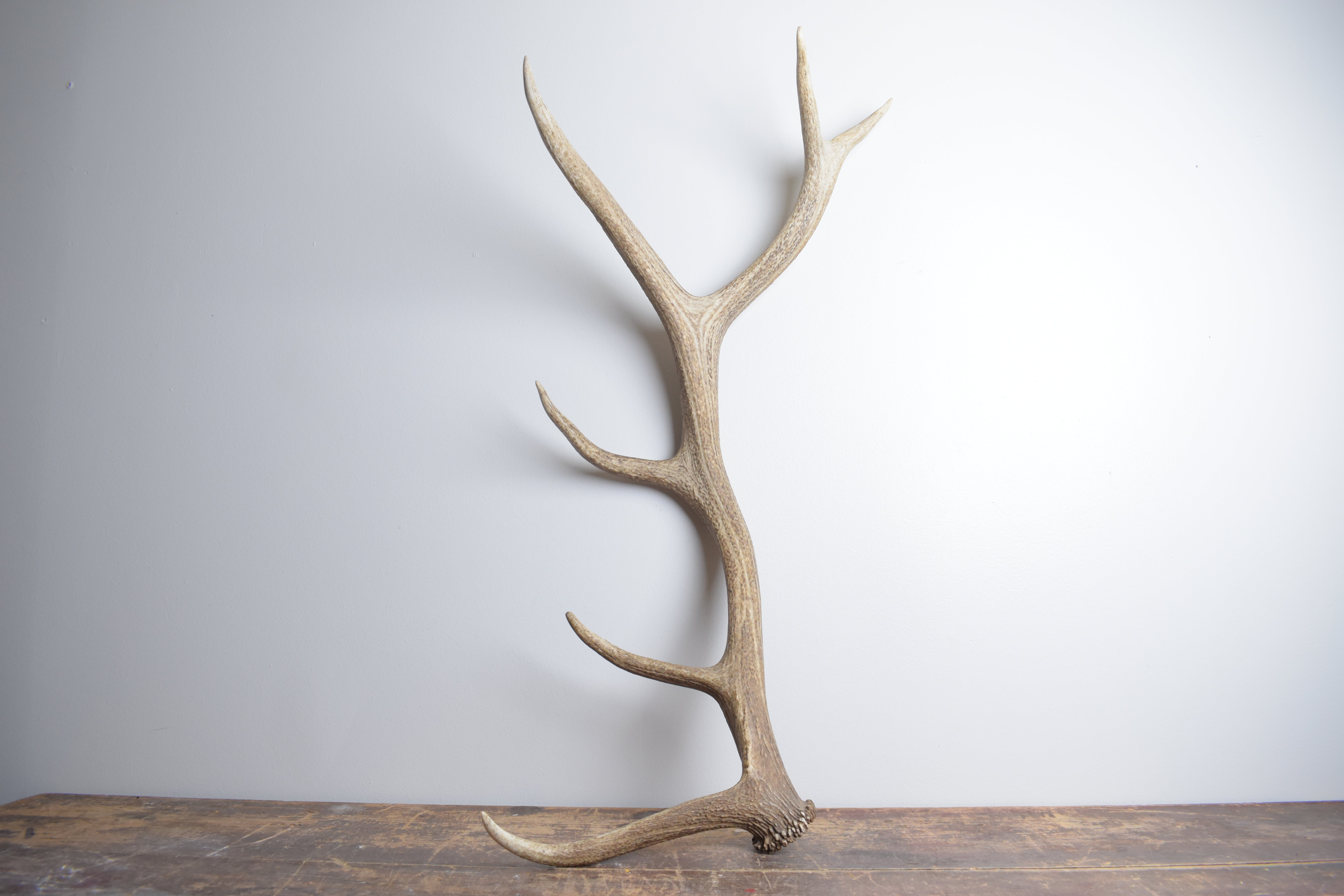 Elk Antler | Large Size | 161
