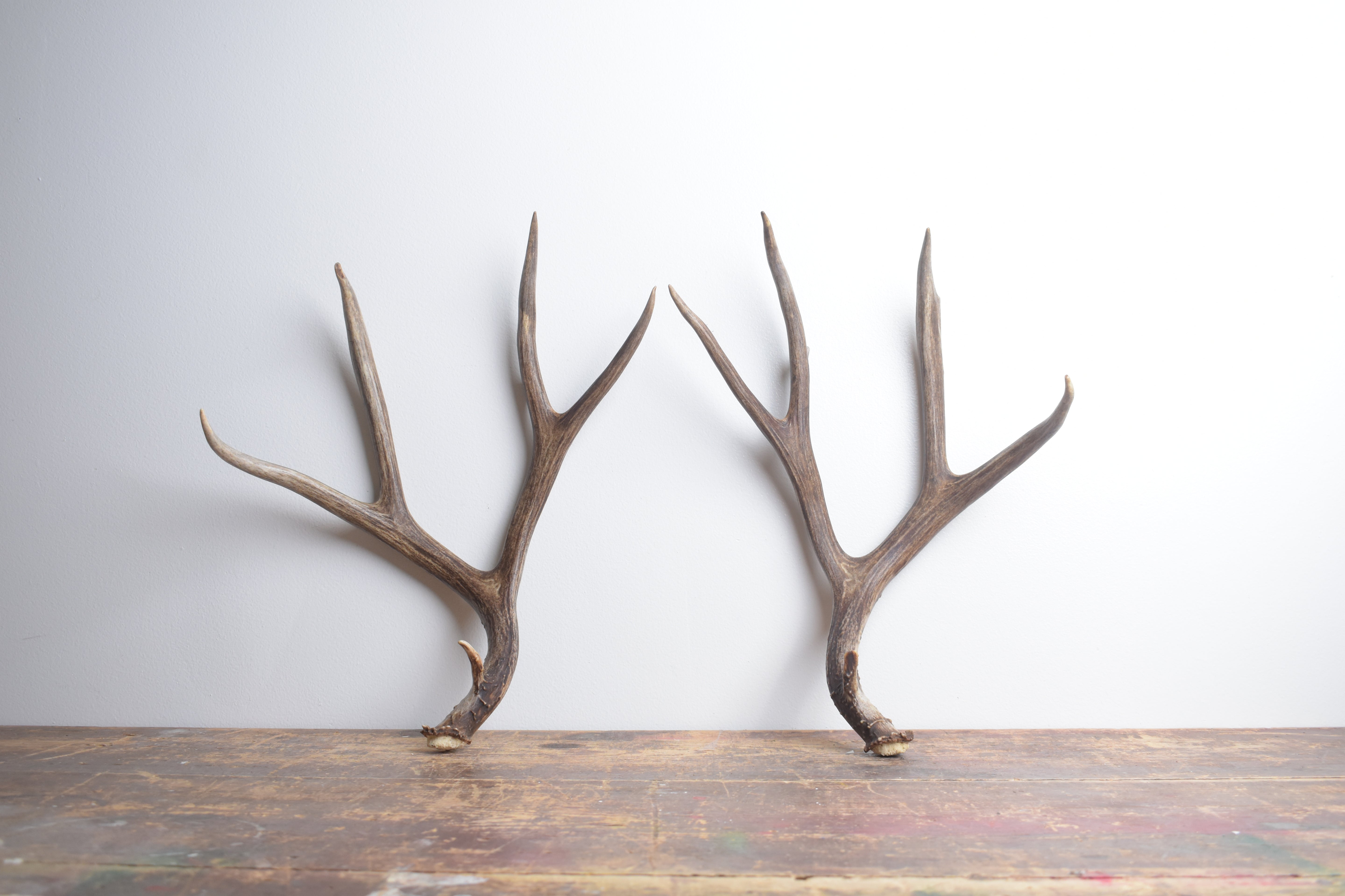 Mule Deer Antler Set | Large | 2
