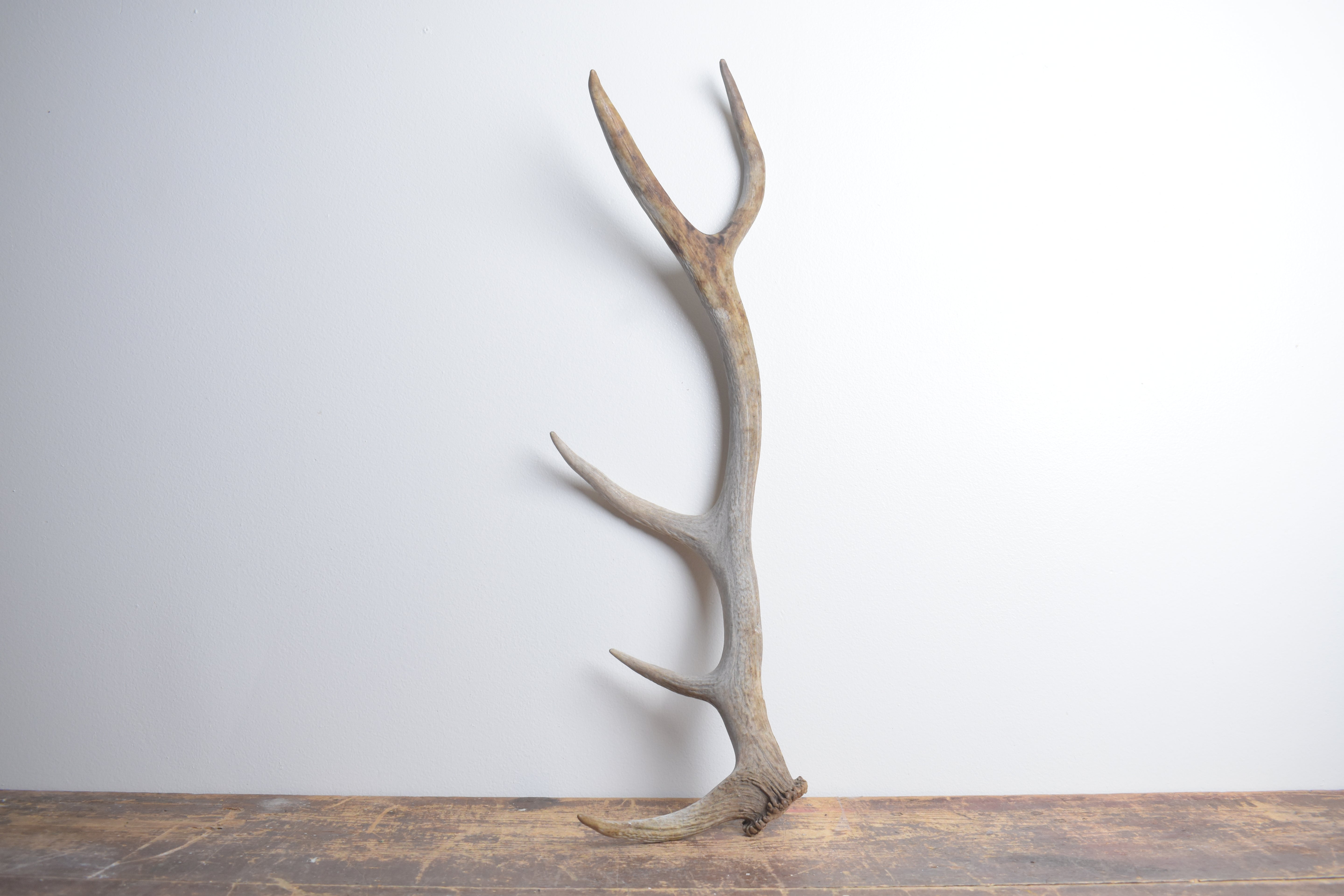 Elk Antler | Small Size | 152