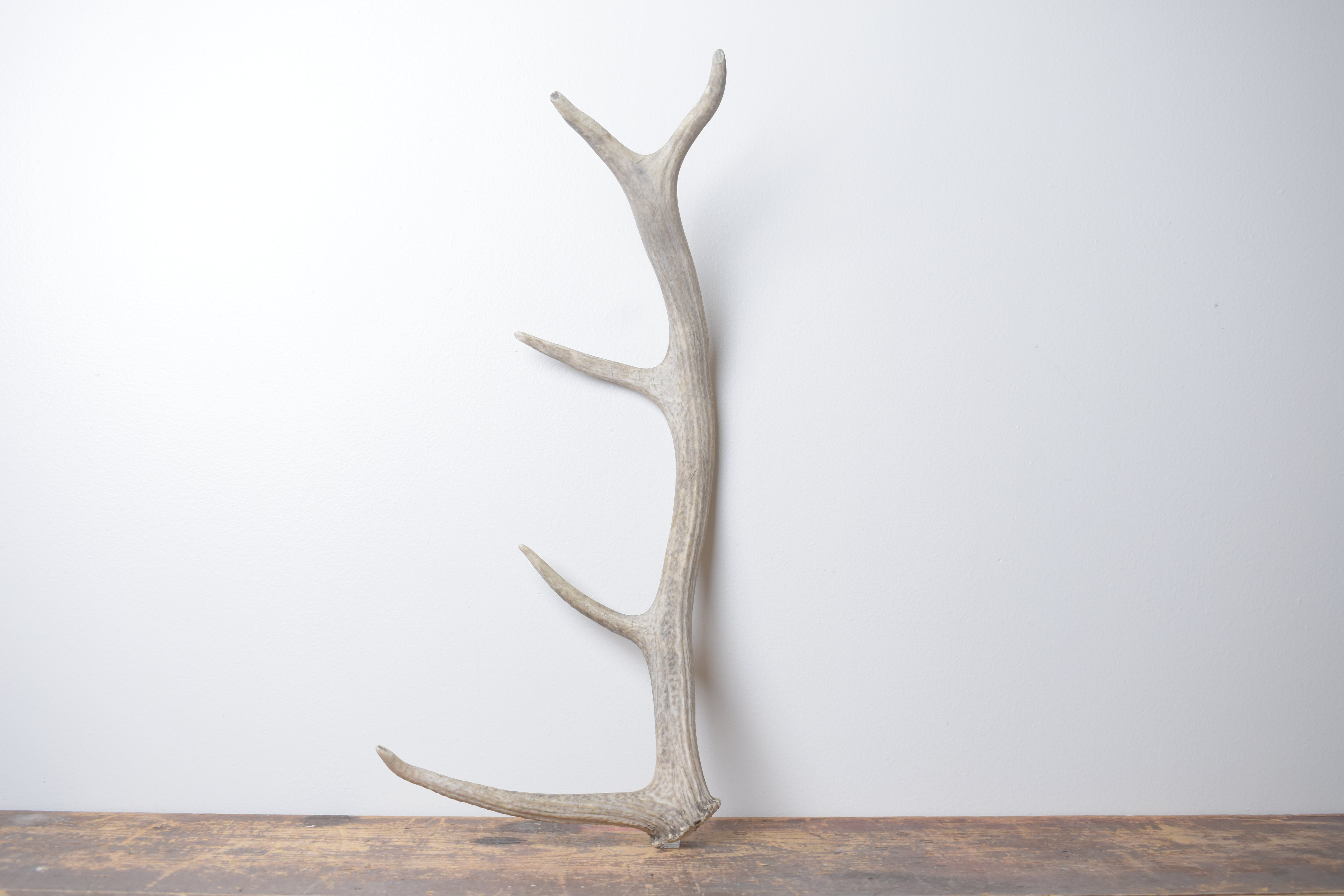 Elk Antler | Small Size | 133