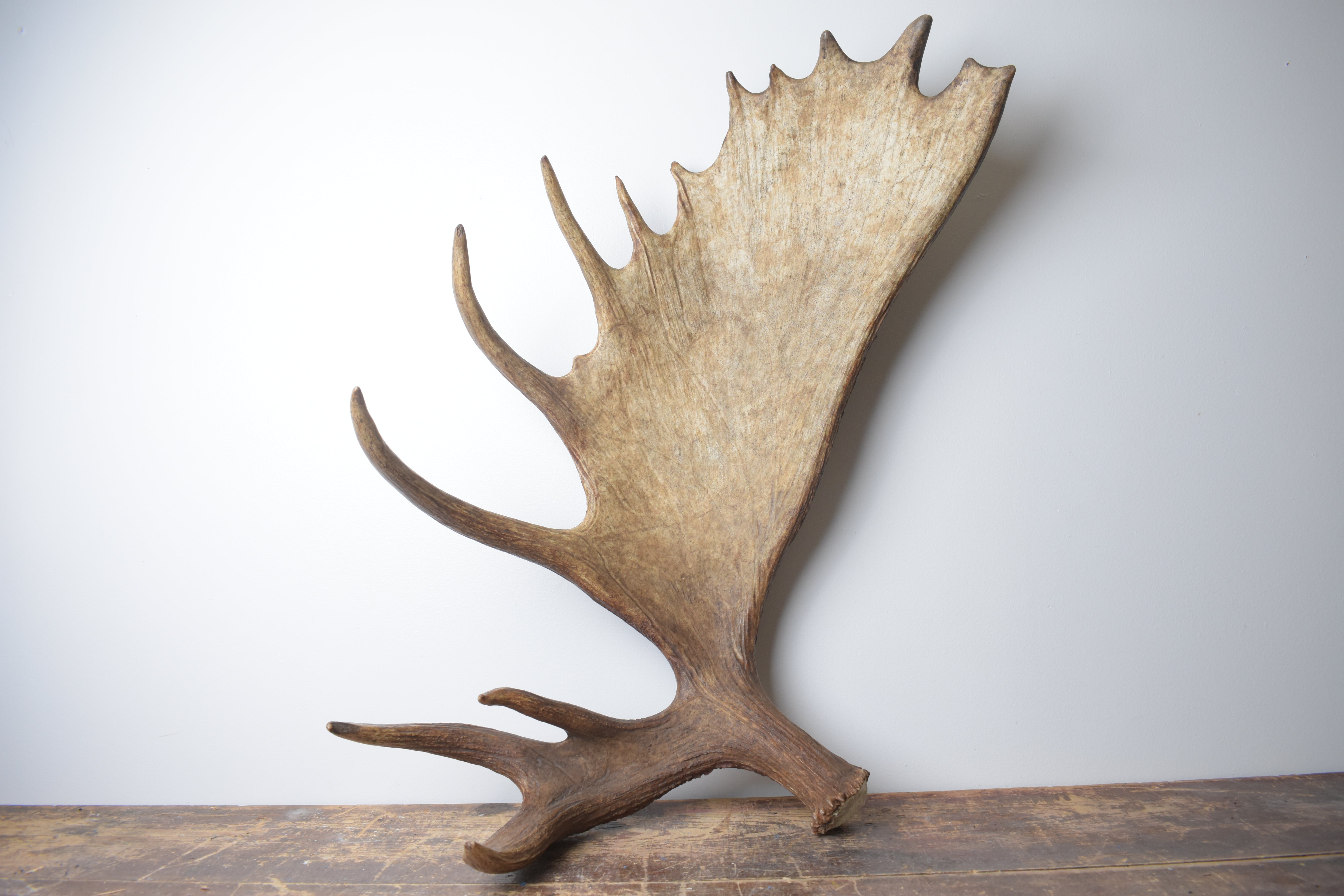 Moose Antler | Extra-Large | 14