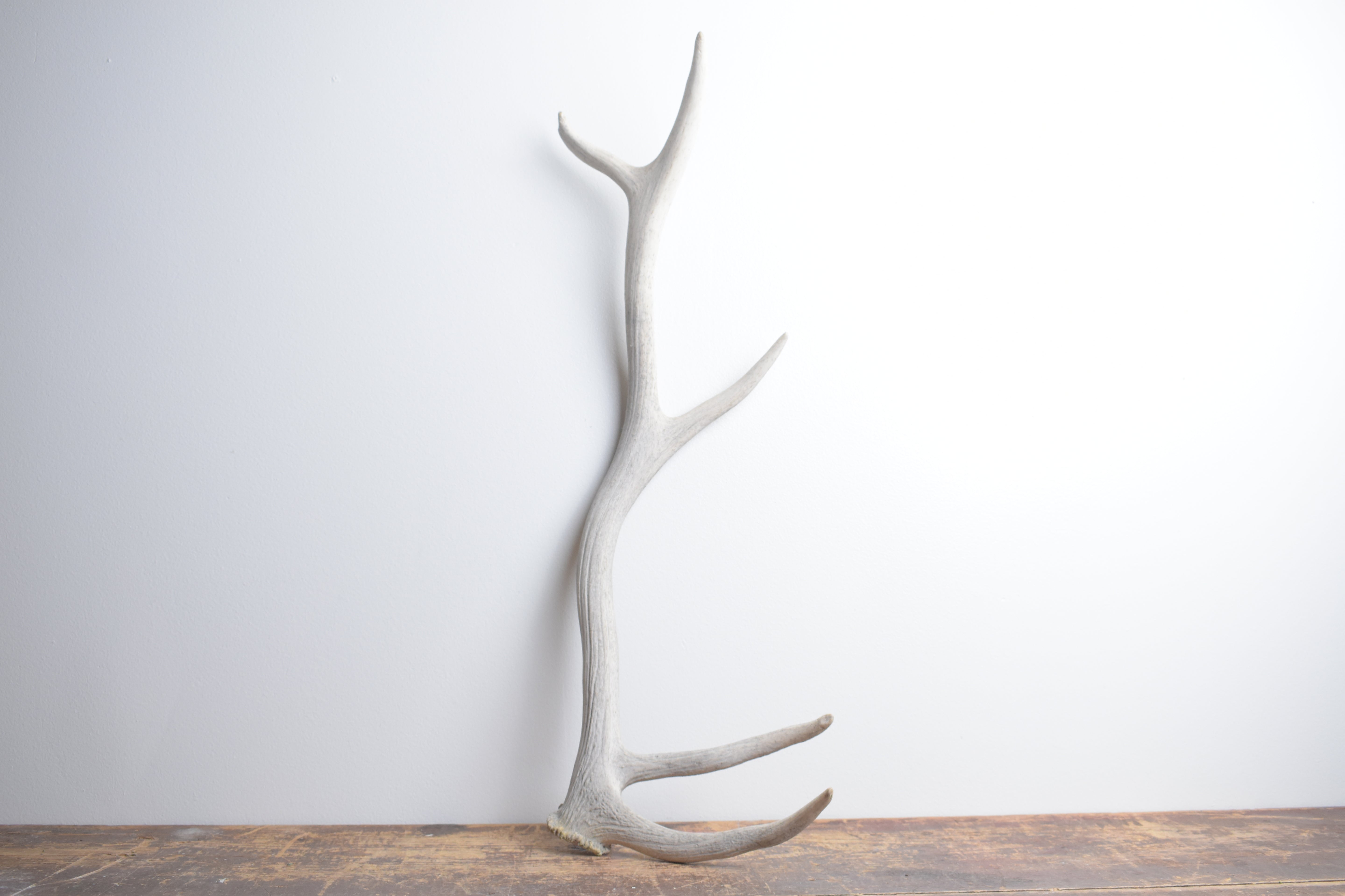 Elk Antler | Small Size | 132