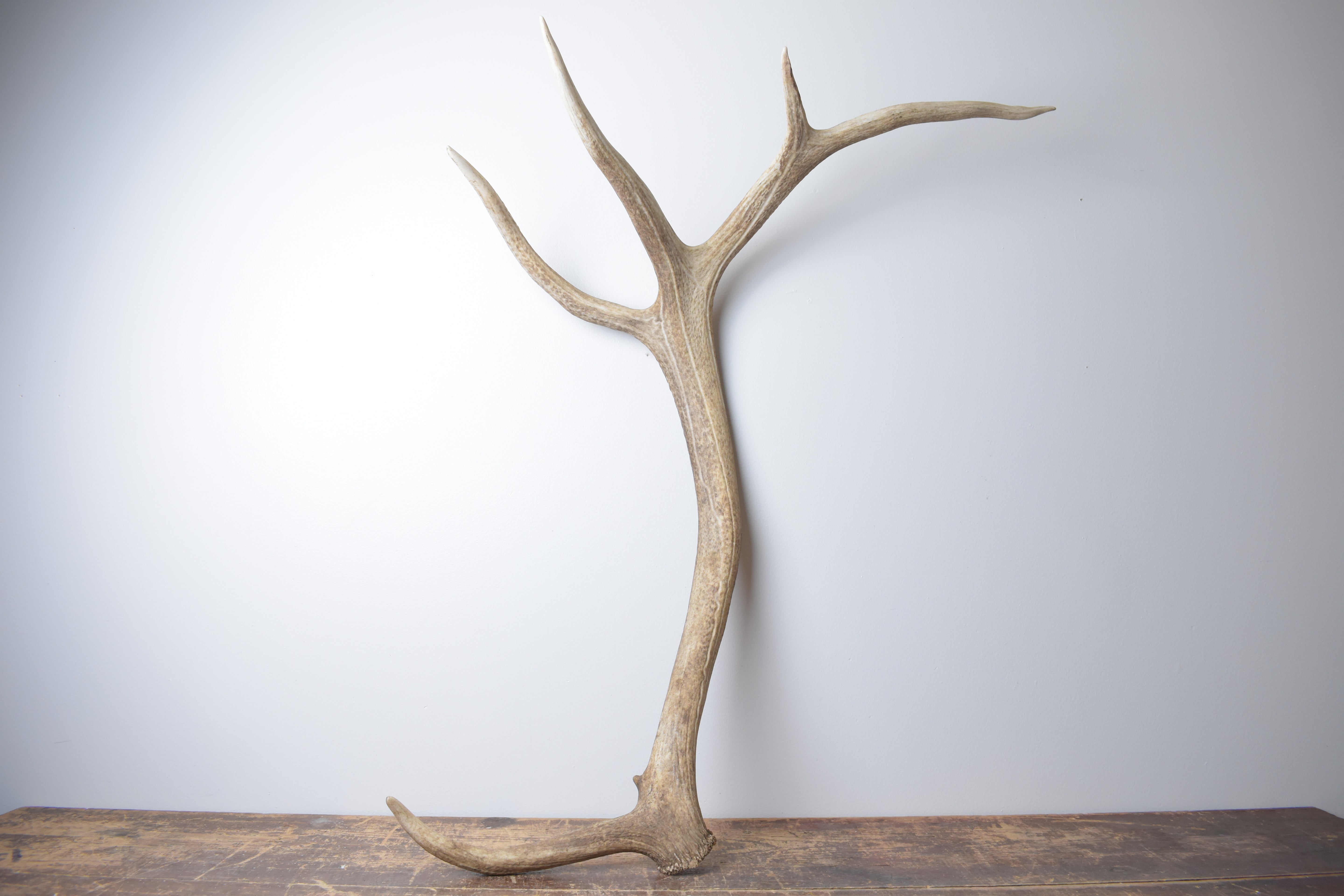 Elk Antler | Extra-Large Size | 175