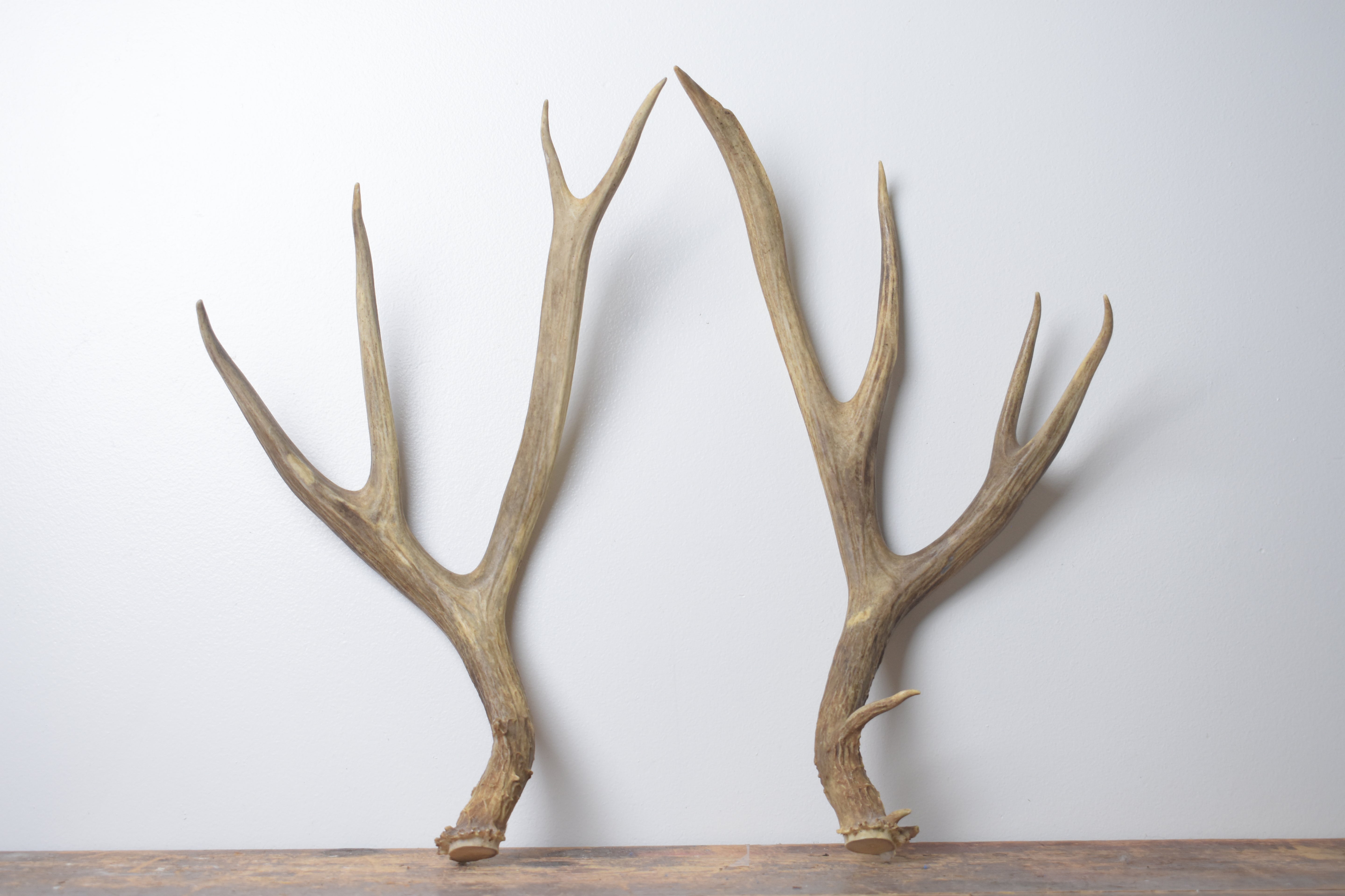 Mule Deer Antler Set | Large | 66